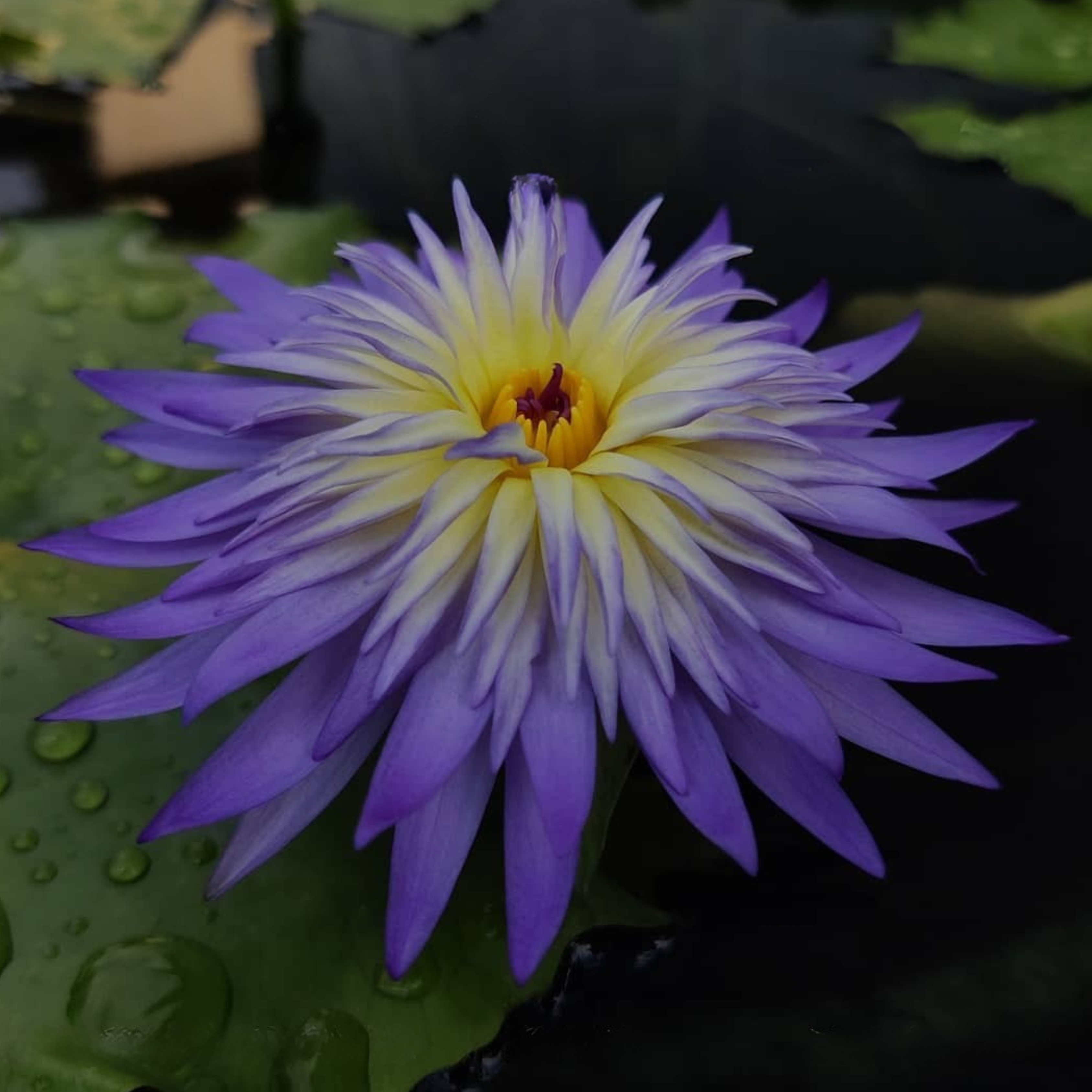 DZ Waterlily Nakhun