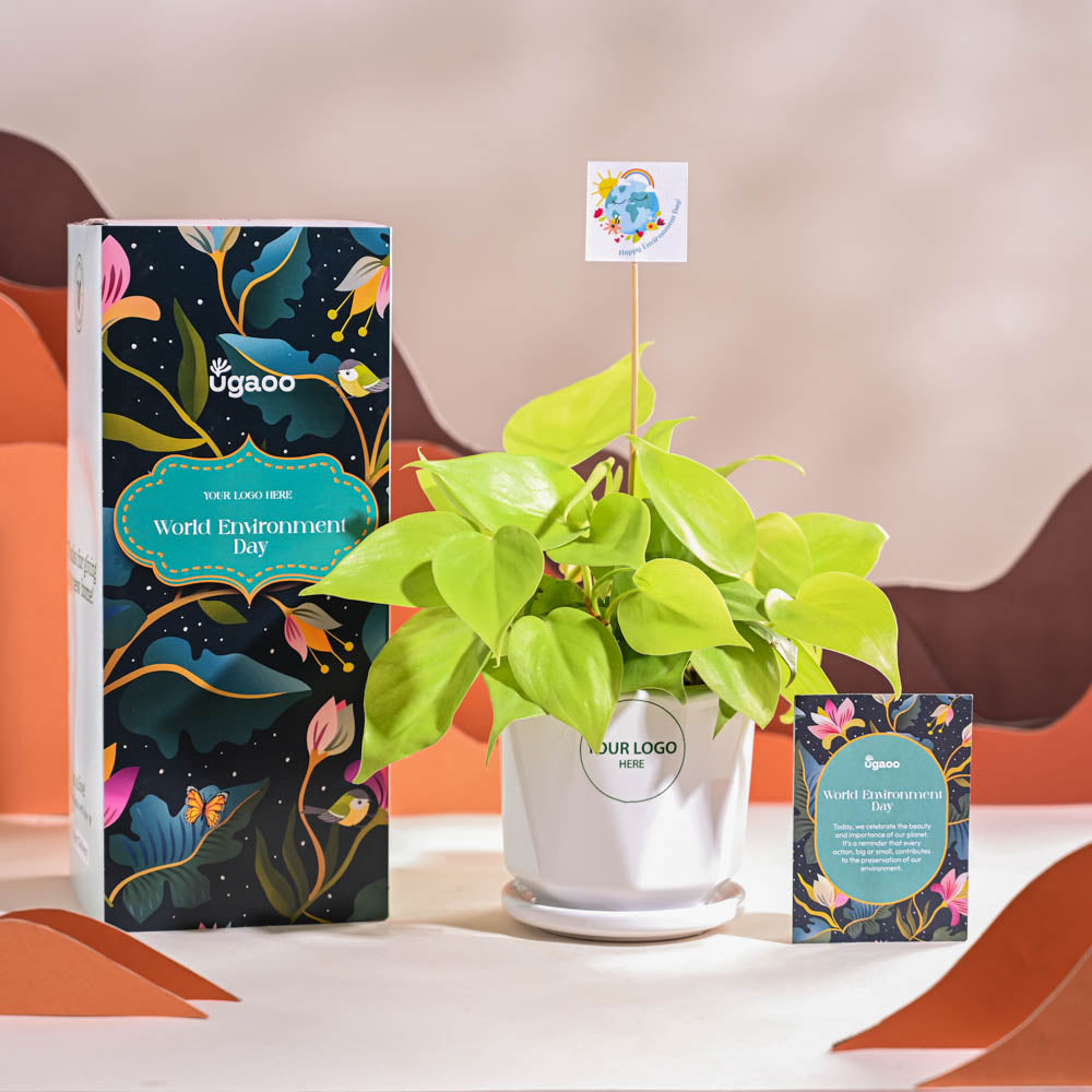 Ugaoo Philodendron Oxycardium Golden Plant For Environment Day Gifting