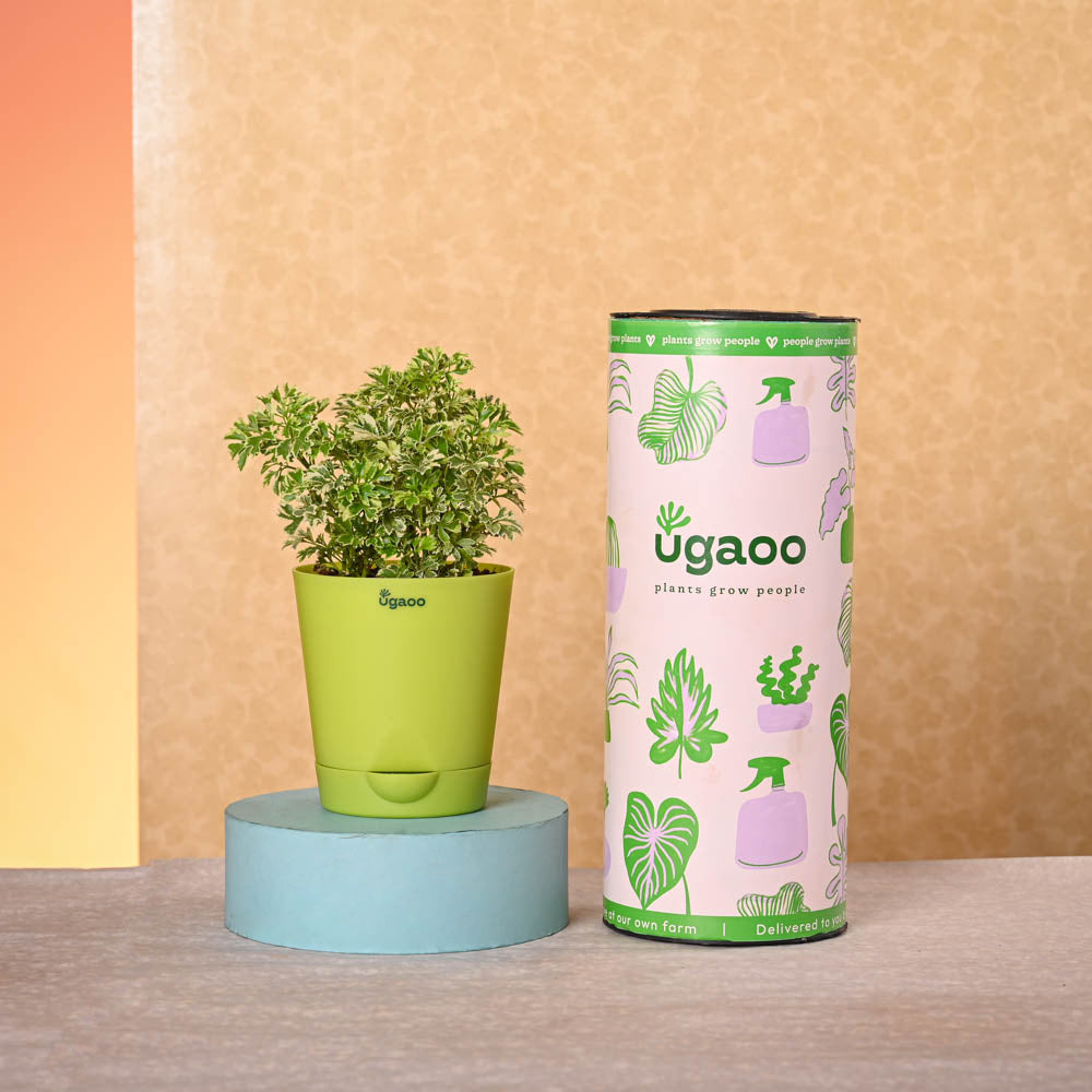 Ugaoo Navratri Celebration Plant Bundle - view 6