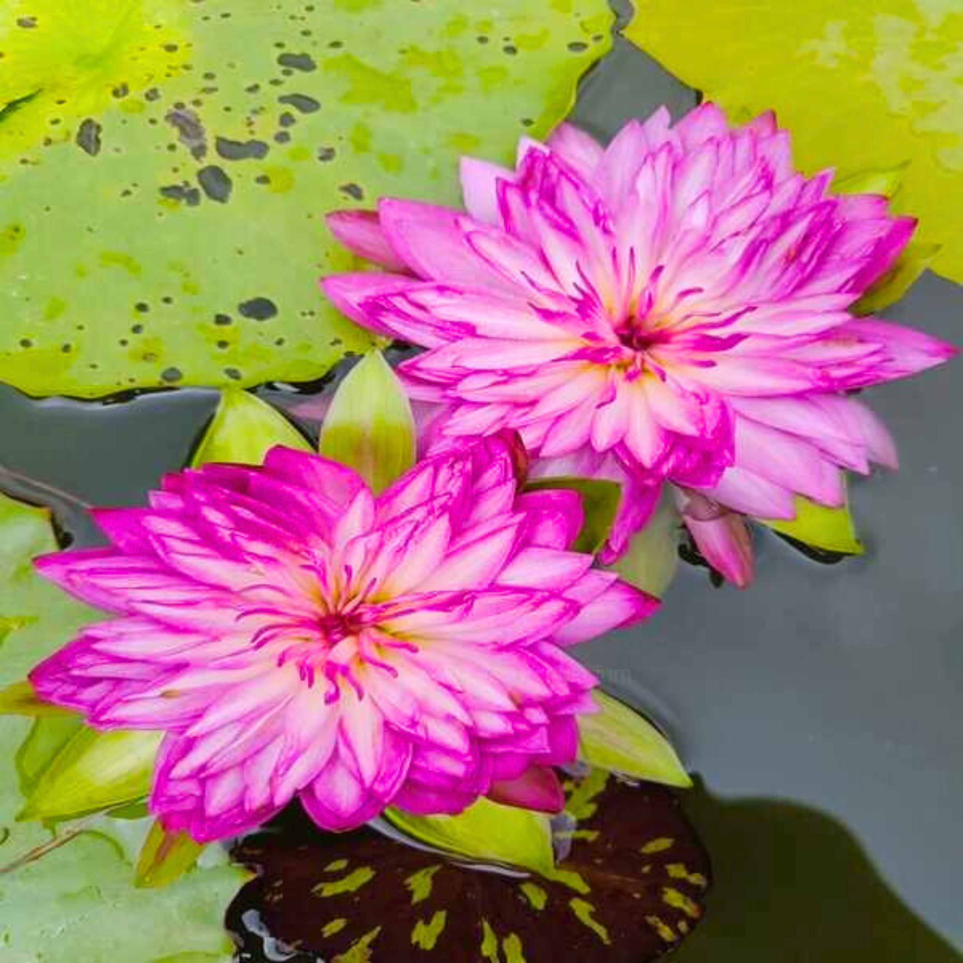 DZ Nymphaea Chomboo Korakot