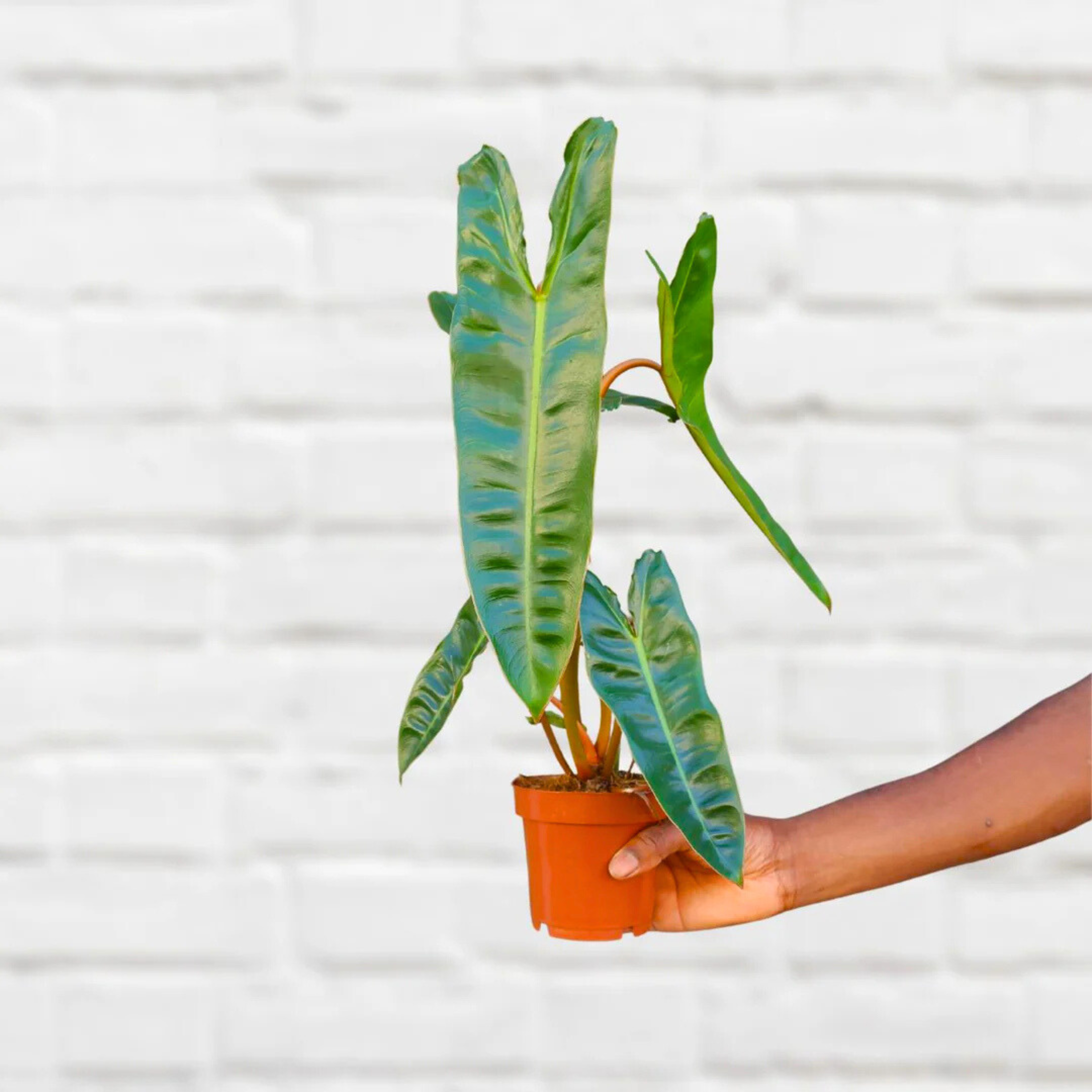 MR Philodendron Billietiae Indoor / Outdoor Live Plant