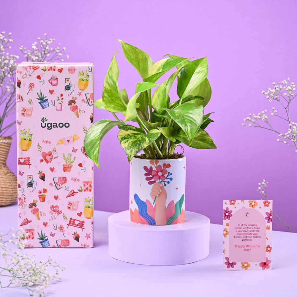 Ugaoo Money Plant Variegated in Ceramic Pot Women's Day Gift