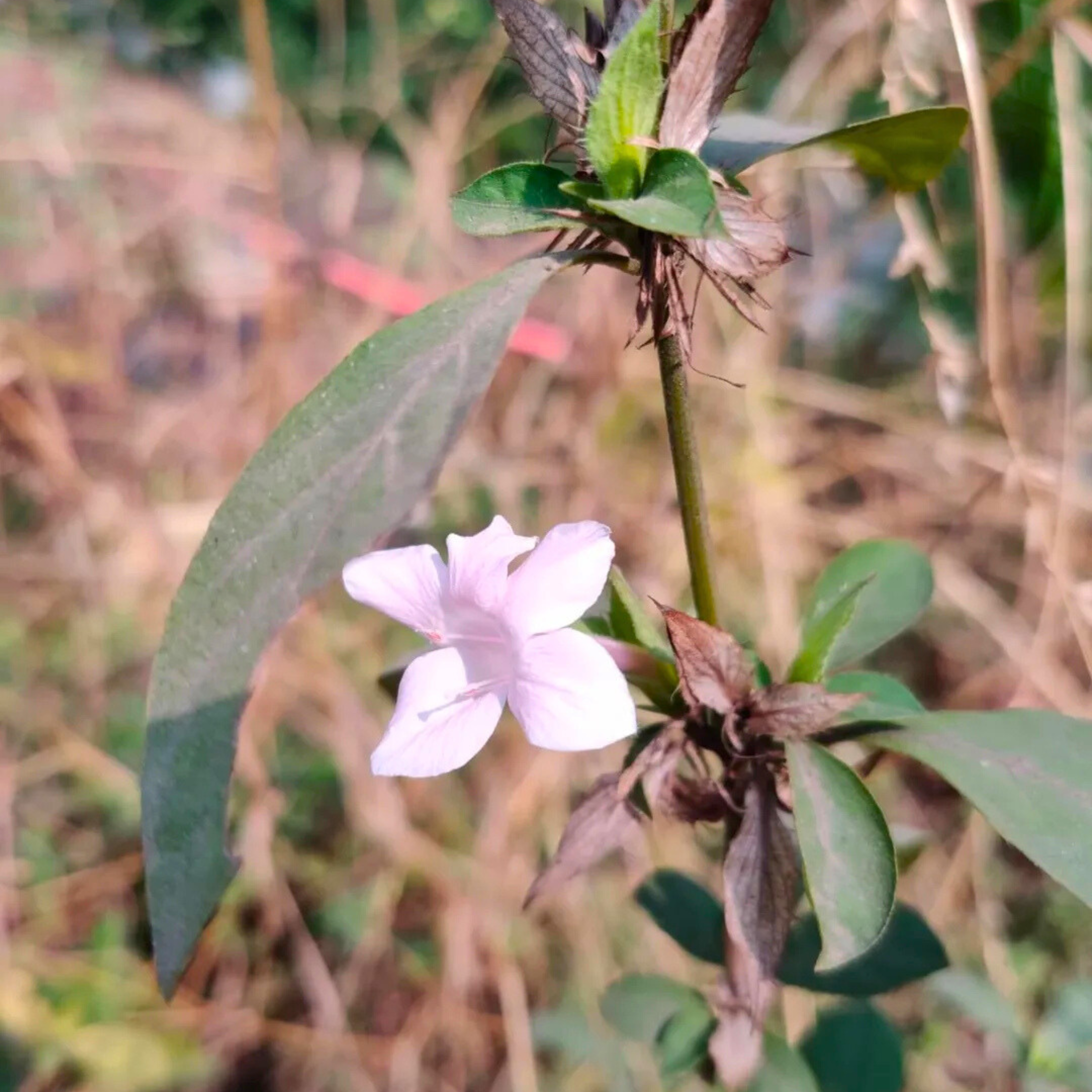 MR December Flower Baby Pink (Barleria cristata) All Time Flowering Live Plant