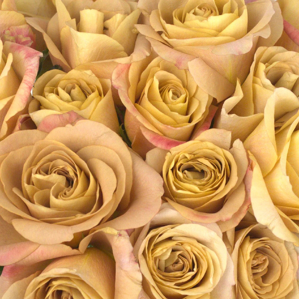 FiftyFlowers Ginger Snap Garden Rose