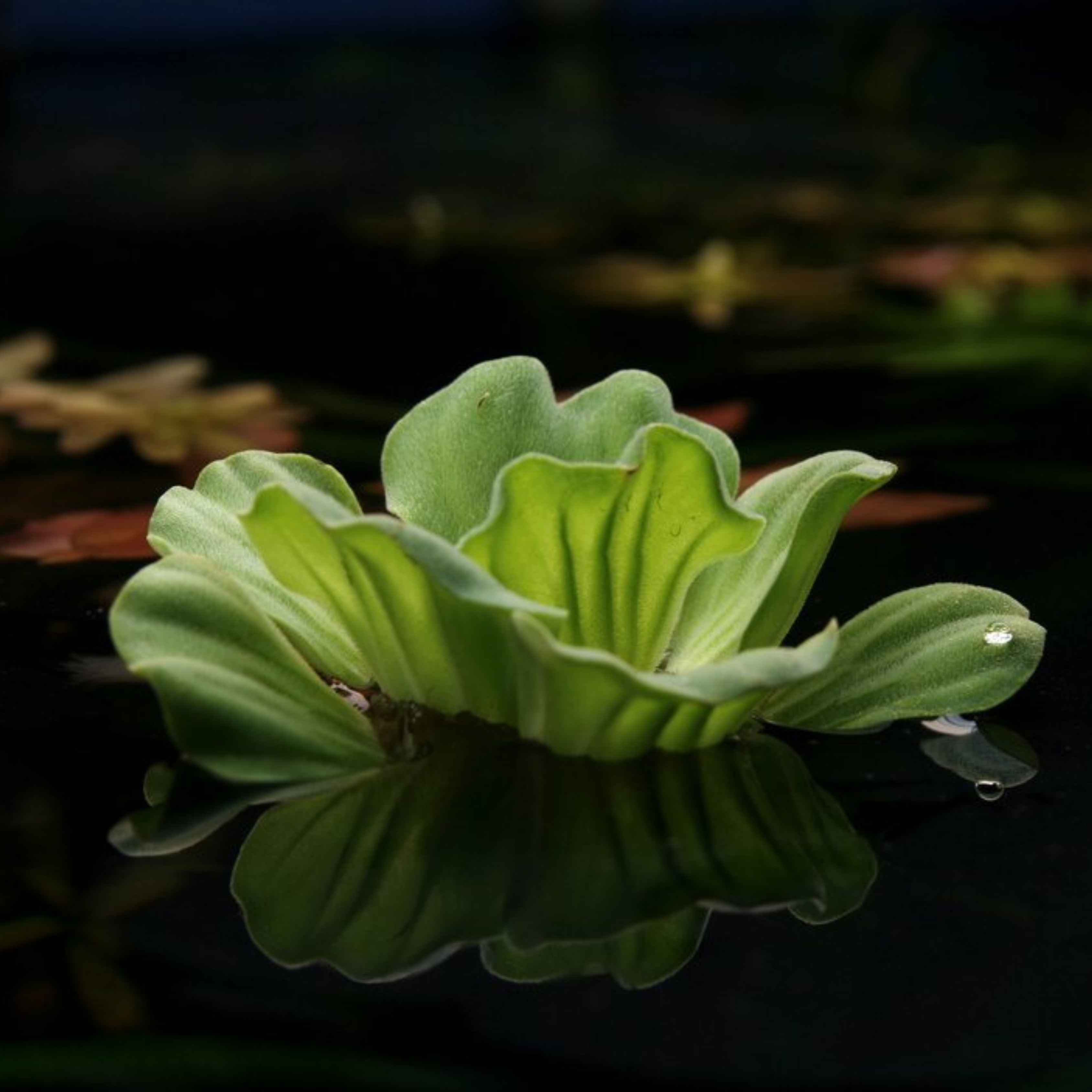 DZ Water Lettuce (Pistia stratiotes) Live Plant - Pack of 3 - view 5