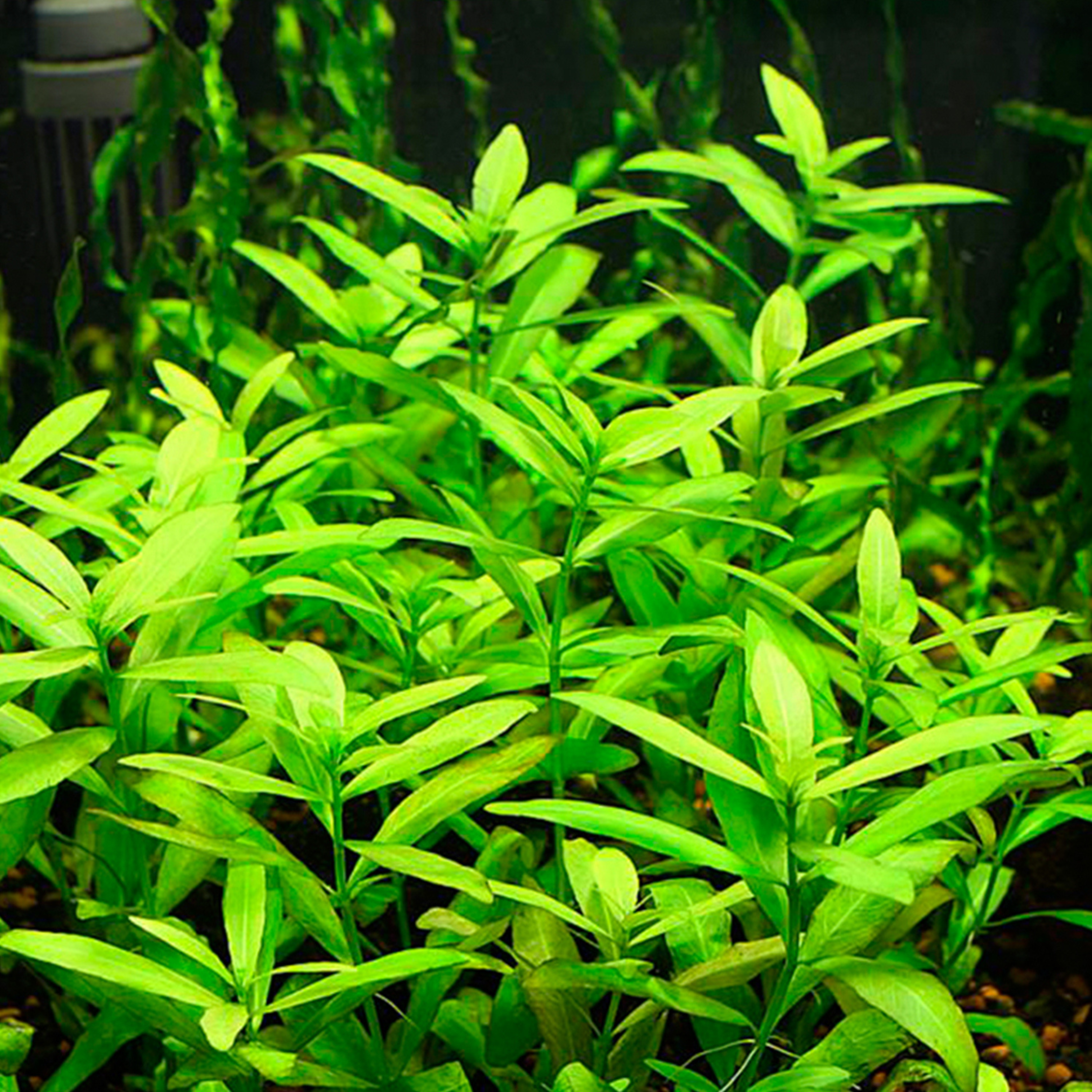 MRWP Hygrophila Polysperma Green Aquarium Live Plant - view 2