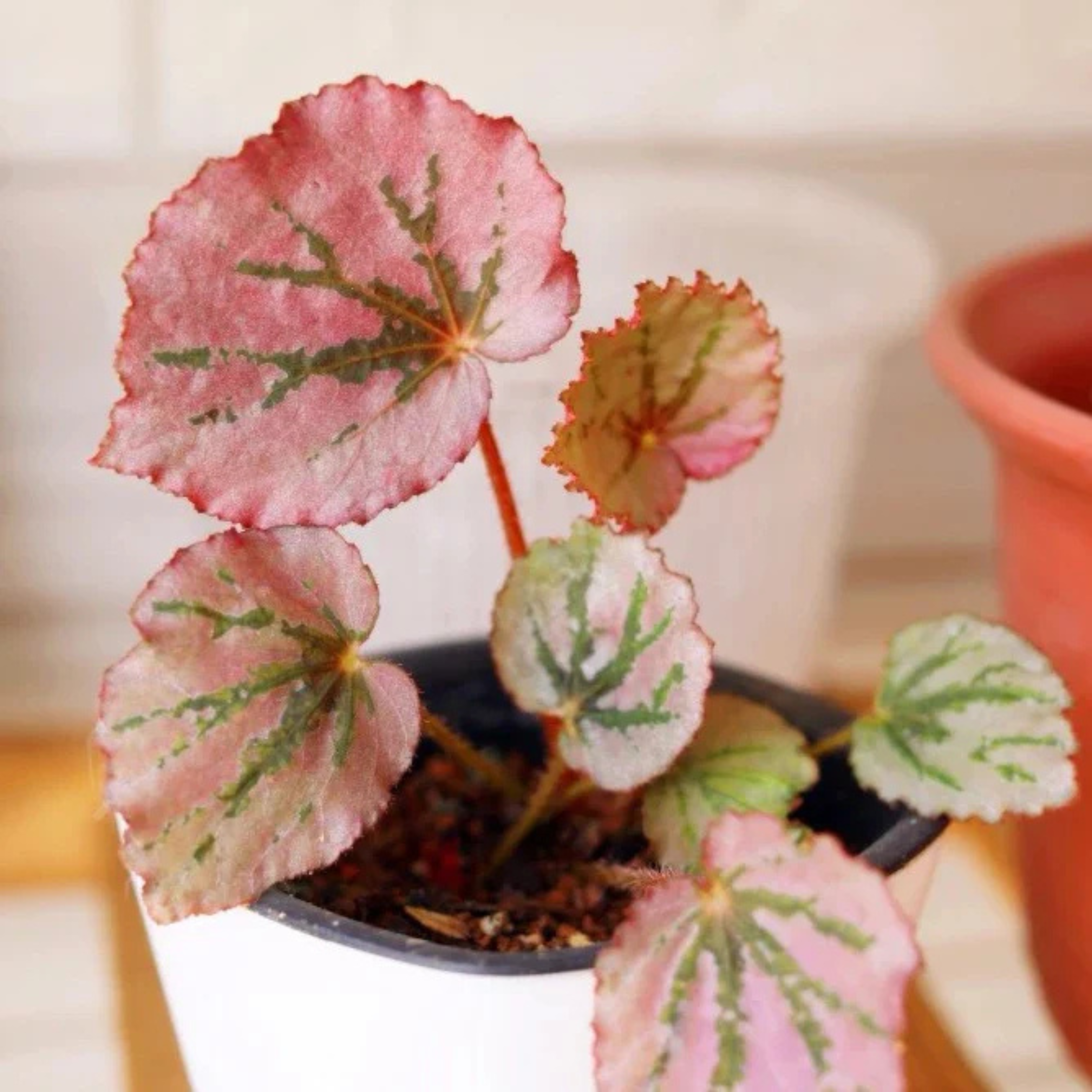 DZ Begonia Martin's Mystery Indoor/Outdoor Live Plant - view 3