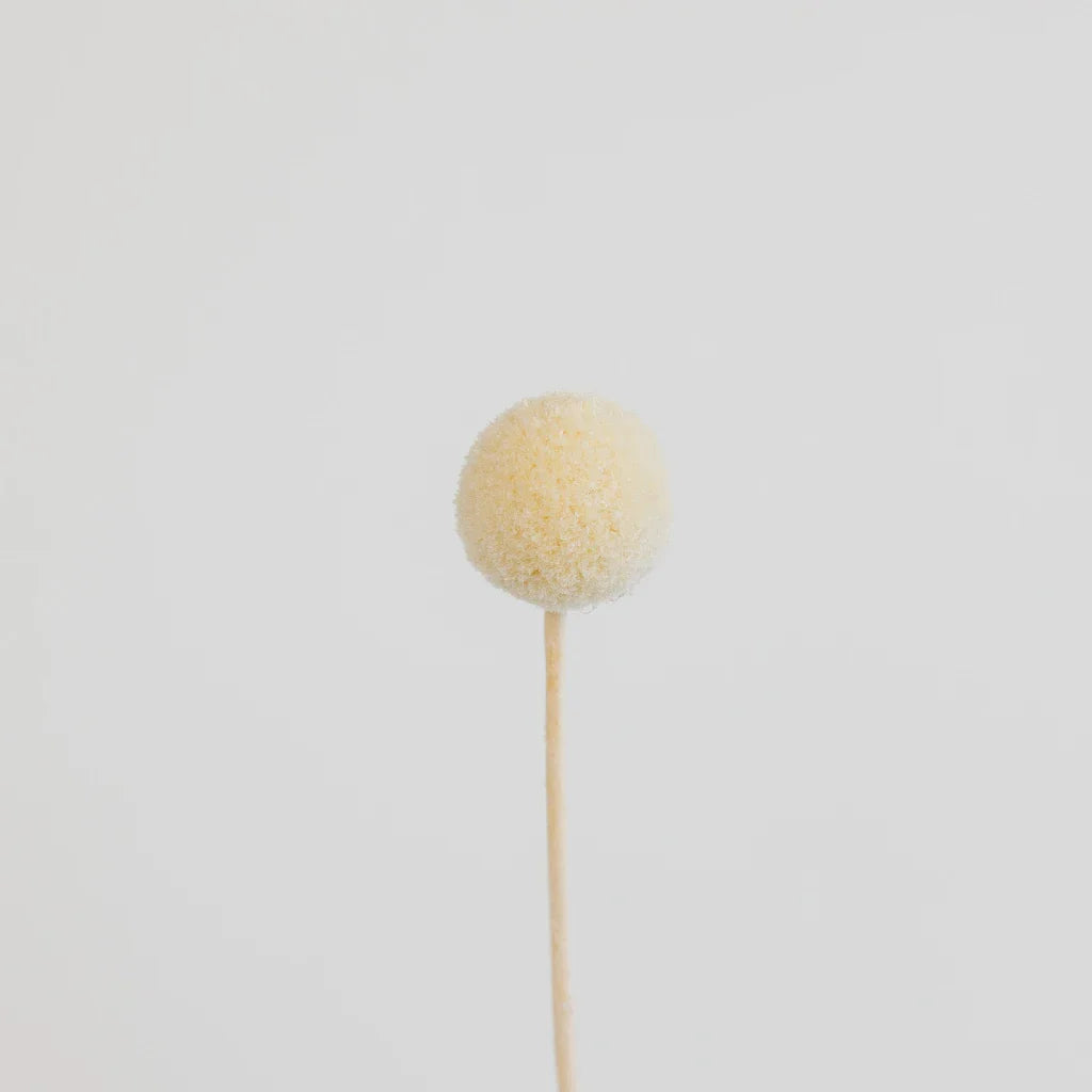FiftyFlowers Bleached Dried Craspedia Billy Balls - view 2