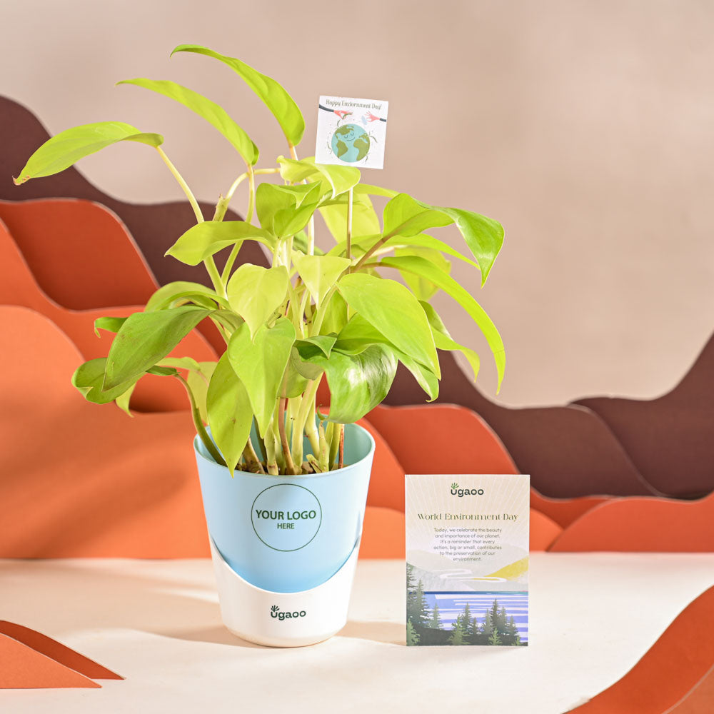 Ugaoo Philodendron Ceylon Golden Plant For Environment Day Gifting - view 20