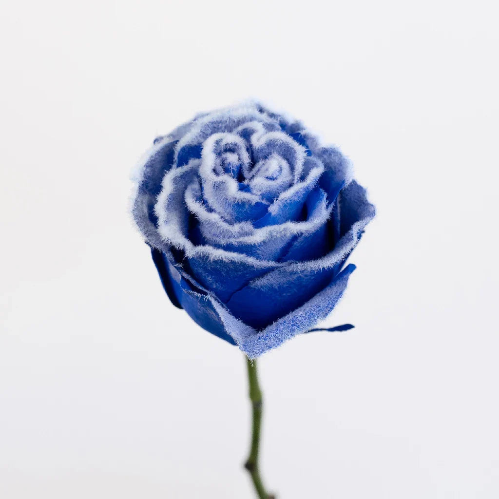 FiftyFlowers Tinted Blue Fuzzy Roses - view 3