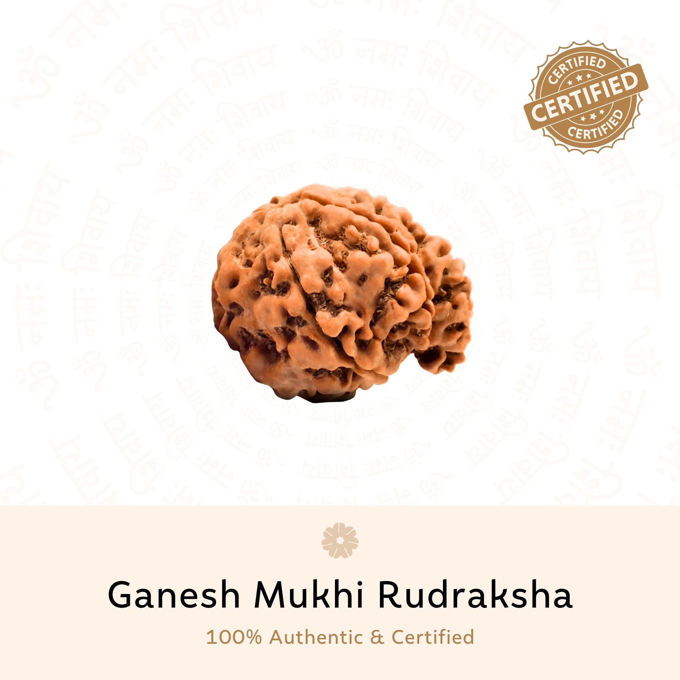 Prinjal Jewellers Ganesh 6 Mukhi Rudraksha (Nepali) - view 2
