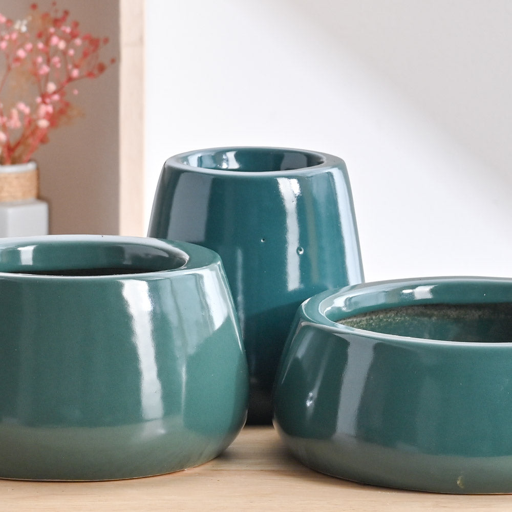 Ugaoo Tulip Fantasy Bundle - Dark Green - view 3