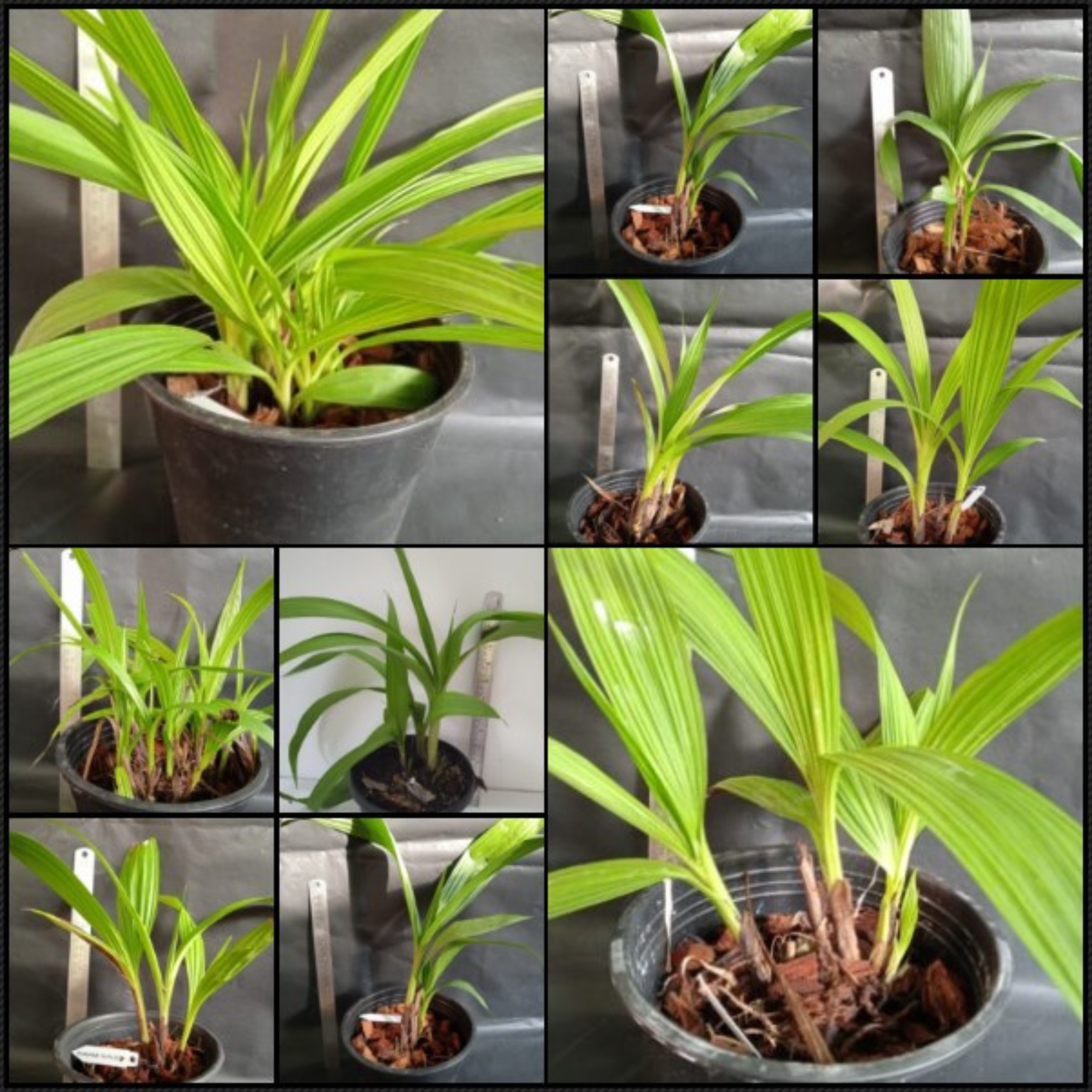DZ Ground Orchids 5 Colour Combo (Spathoglotis) Three Bulbs Each