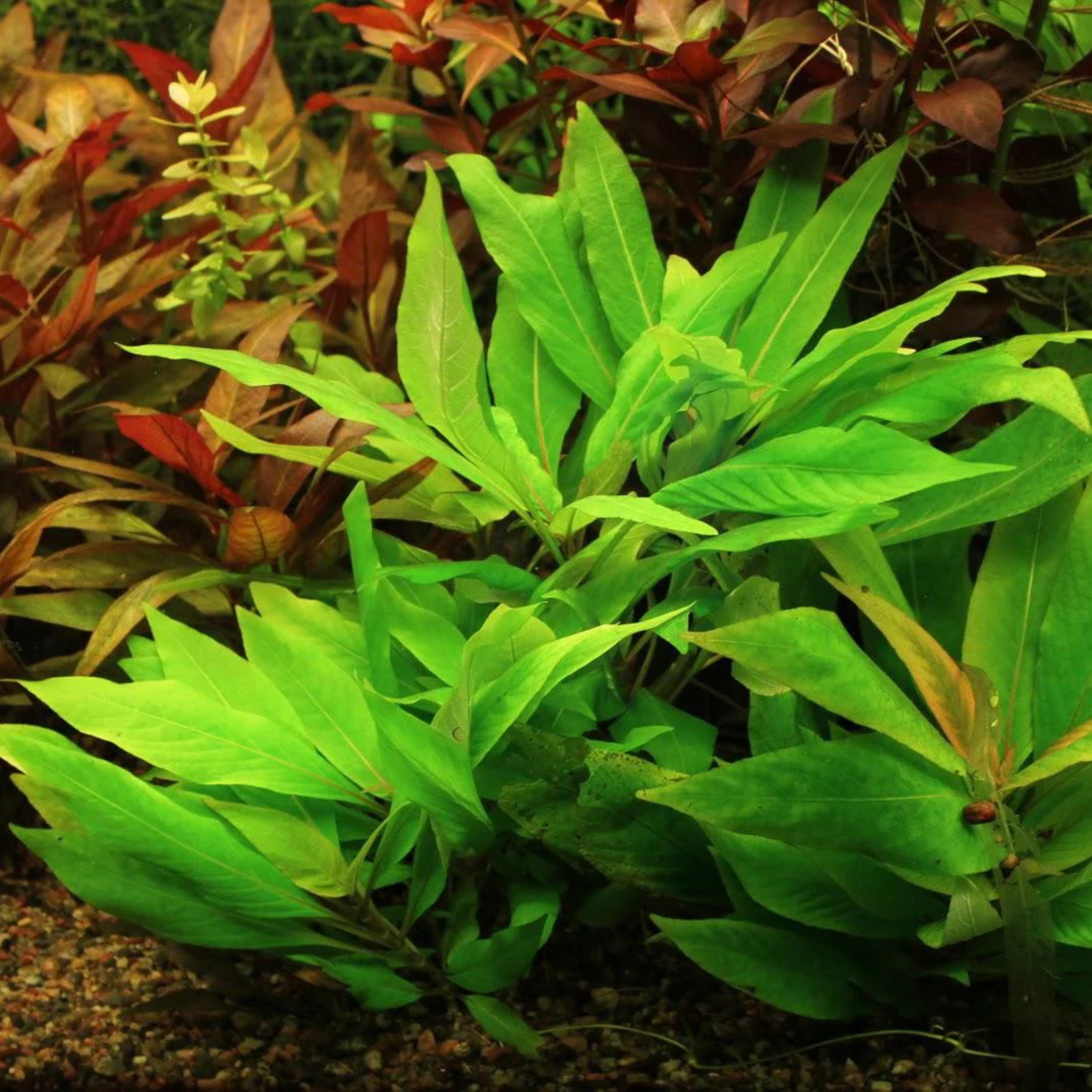 MRWP Hygrophila Corymbosa Aquarium Live Plant