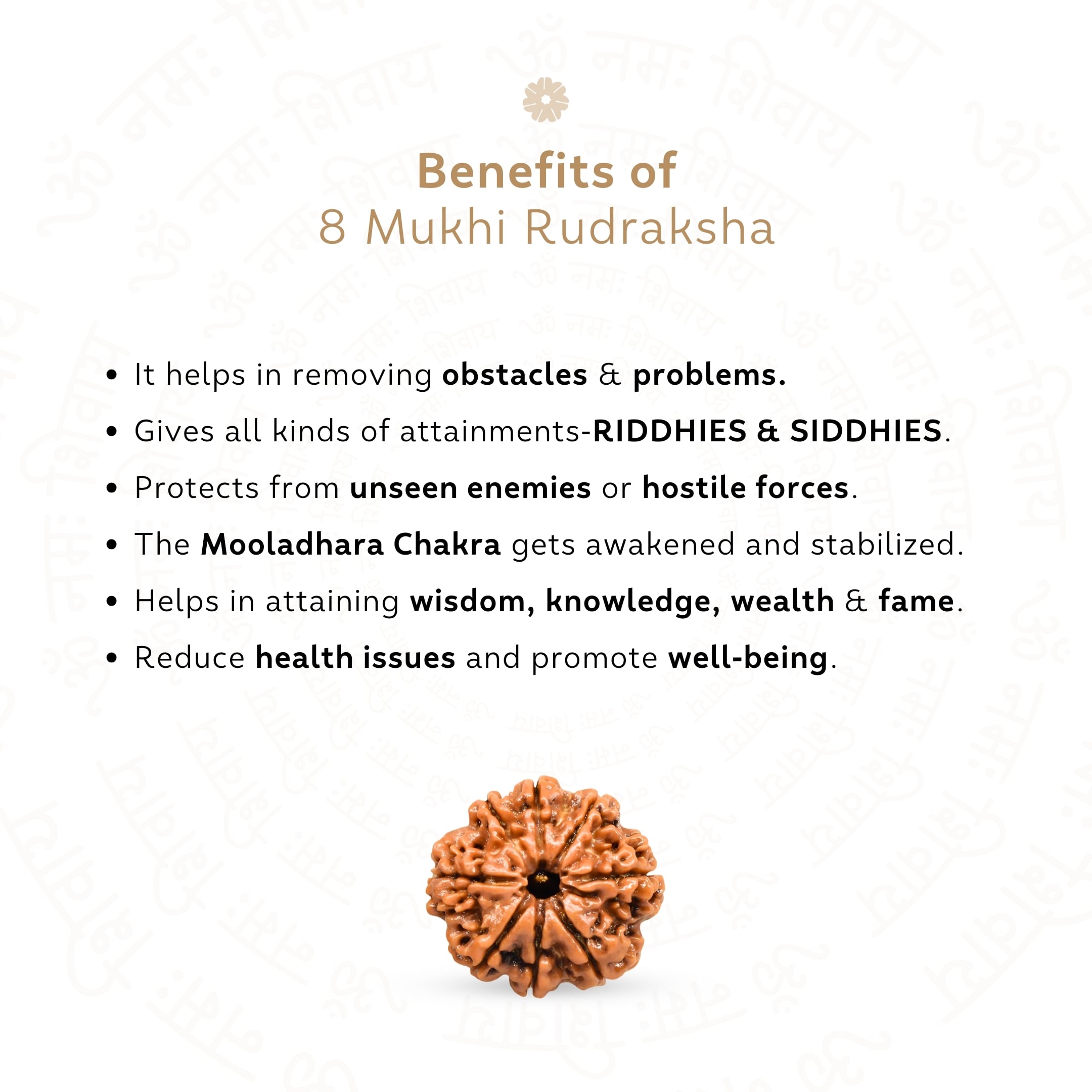 Prinjal Jewellers 8 Mukhi Rudraksha ( Nepali ) - view 3