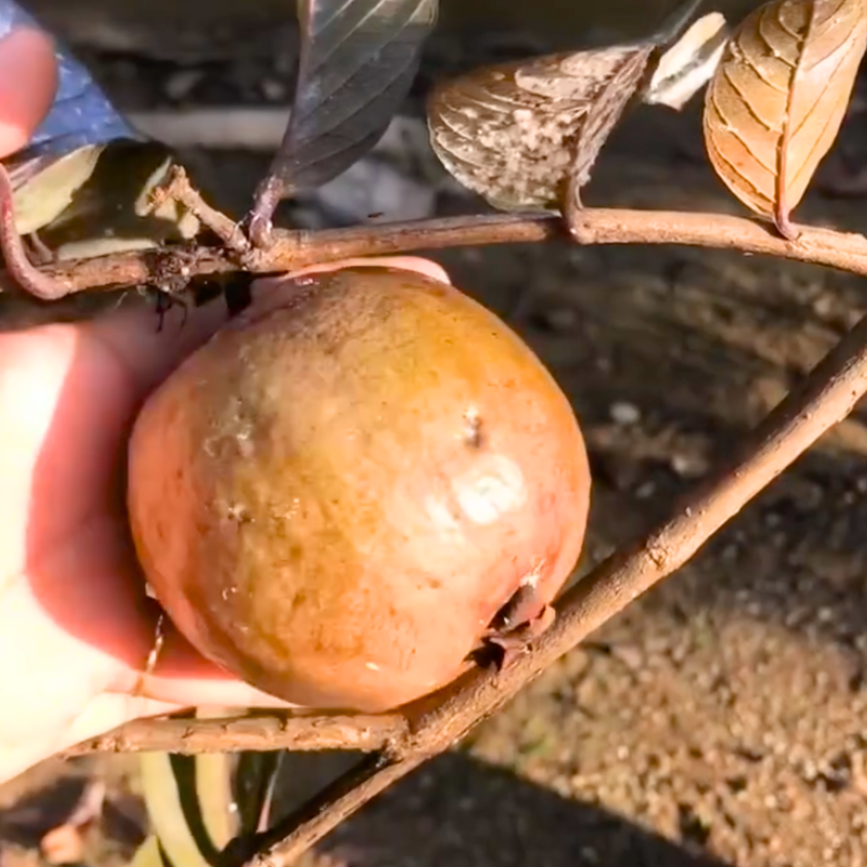 VL Red Apple (Purple) Guava Live Plant - view 2