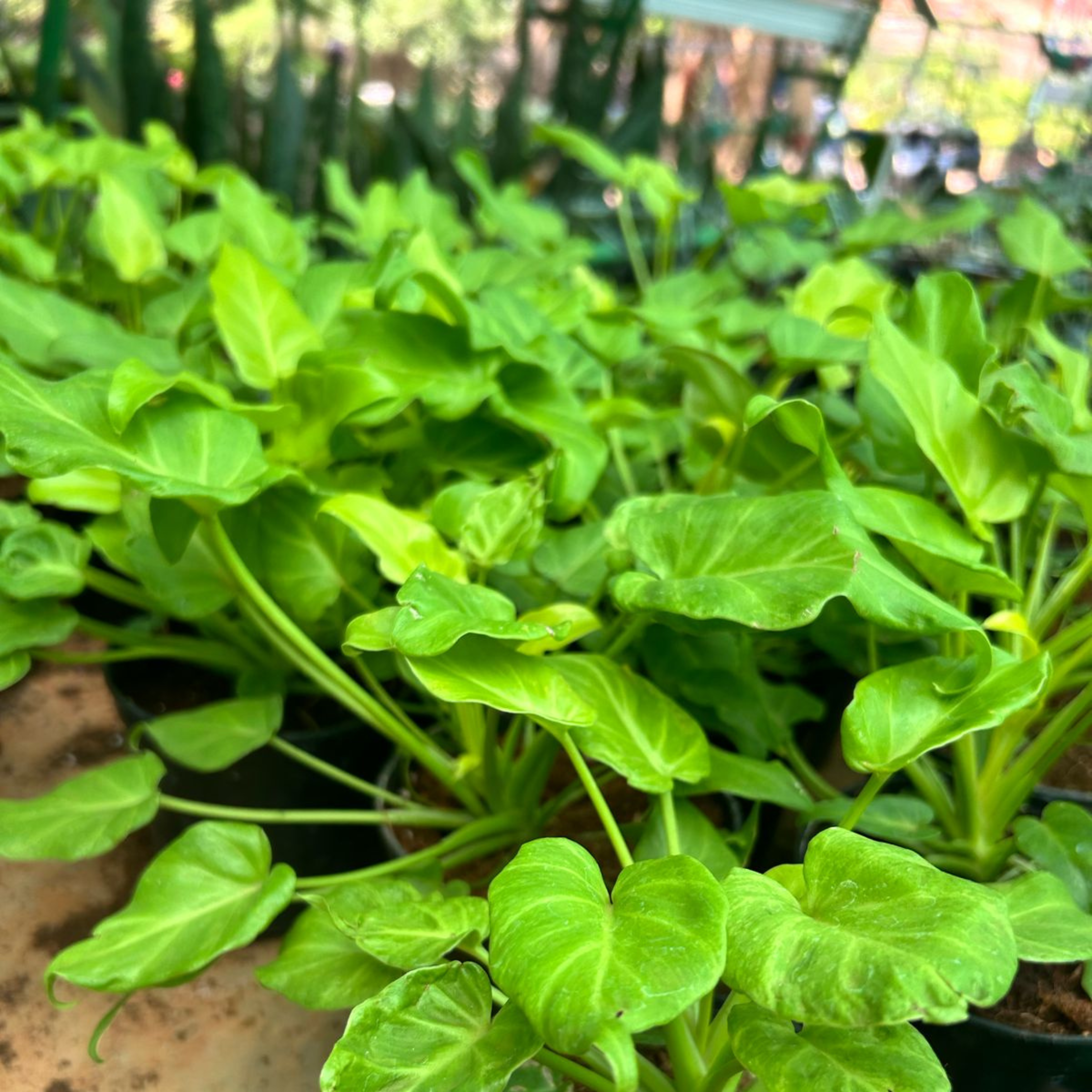 MR Philodendron Xanadu Gold Indoor / Outdoor Live Plant