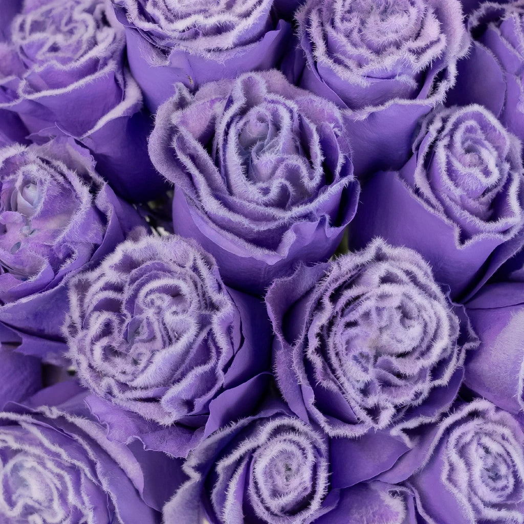 FiftyFlowers Tinted Lavender Fuzzy Roses - view 4