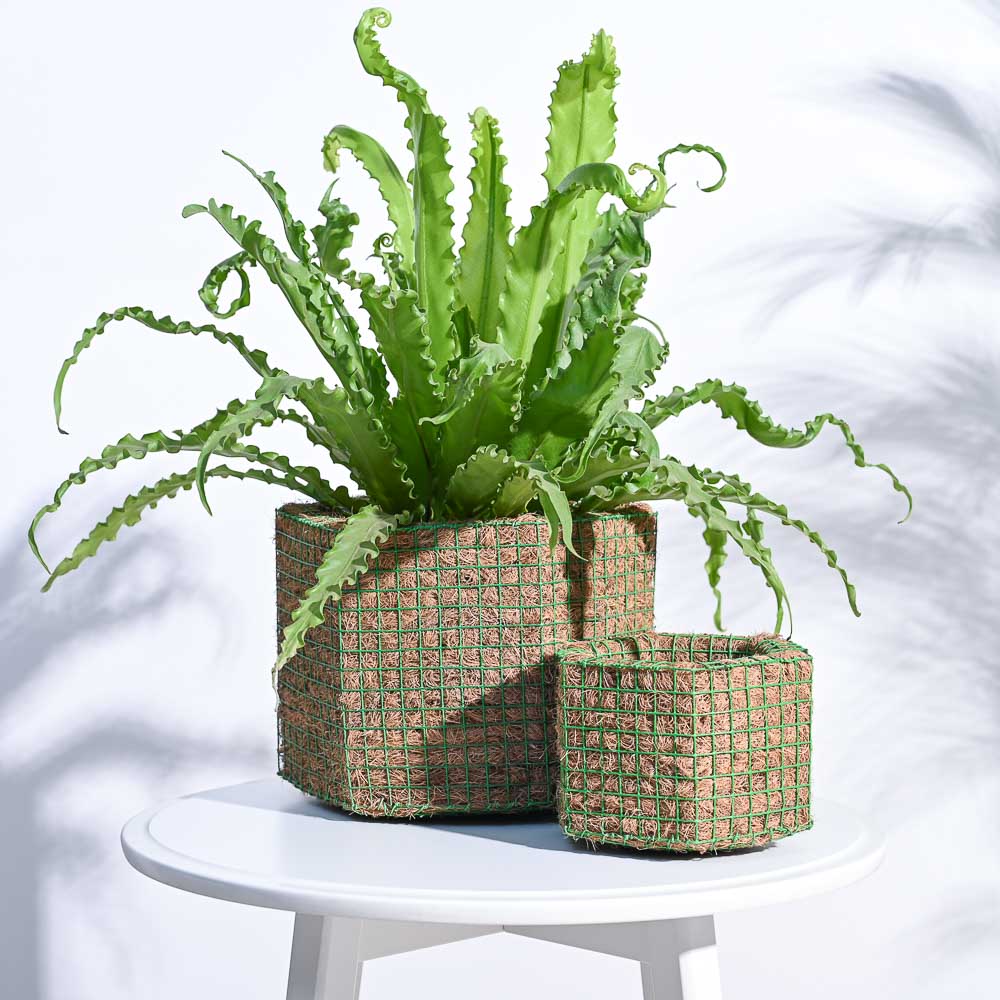 Ugaoo Hexa Coir Planter - Set of 2