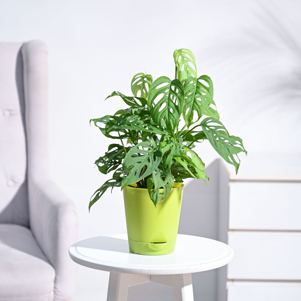Ugaoo Broken Heart Plant - view 100