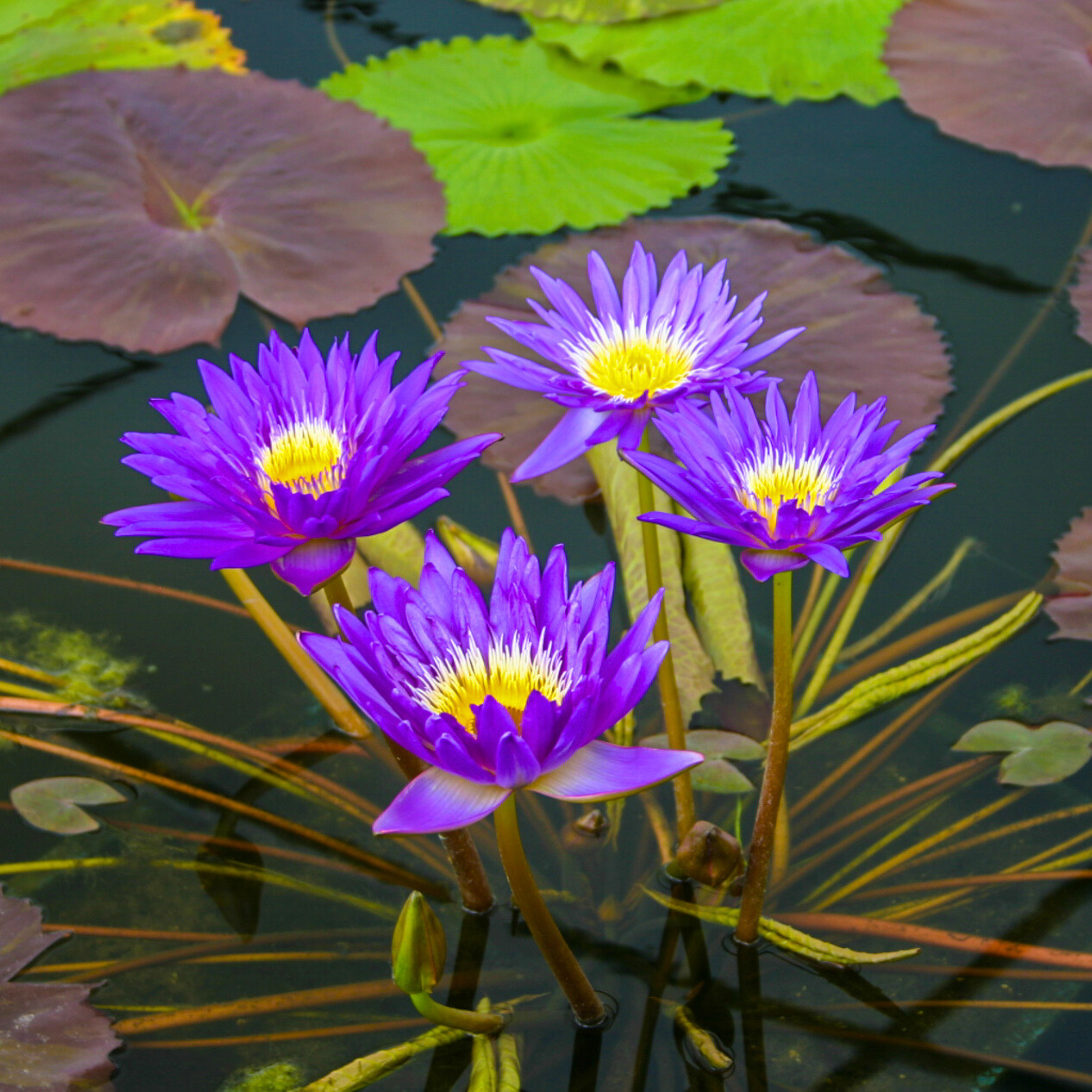 DZ Nymphaea Ultra Violet