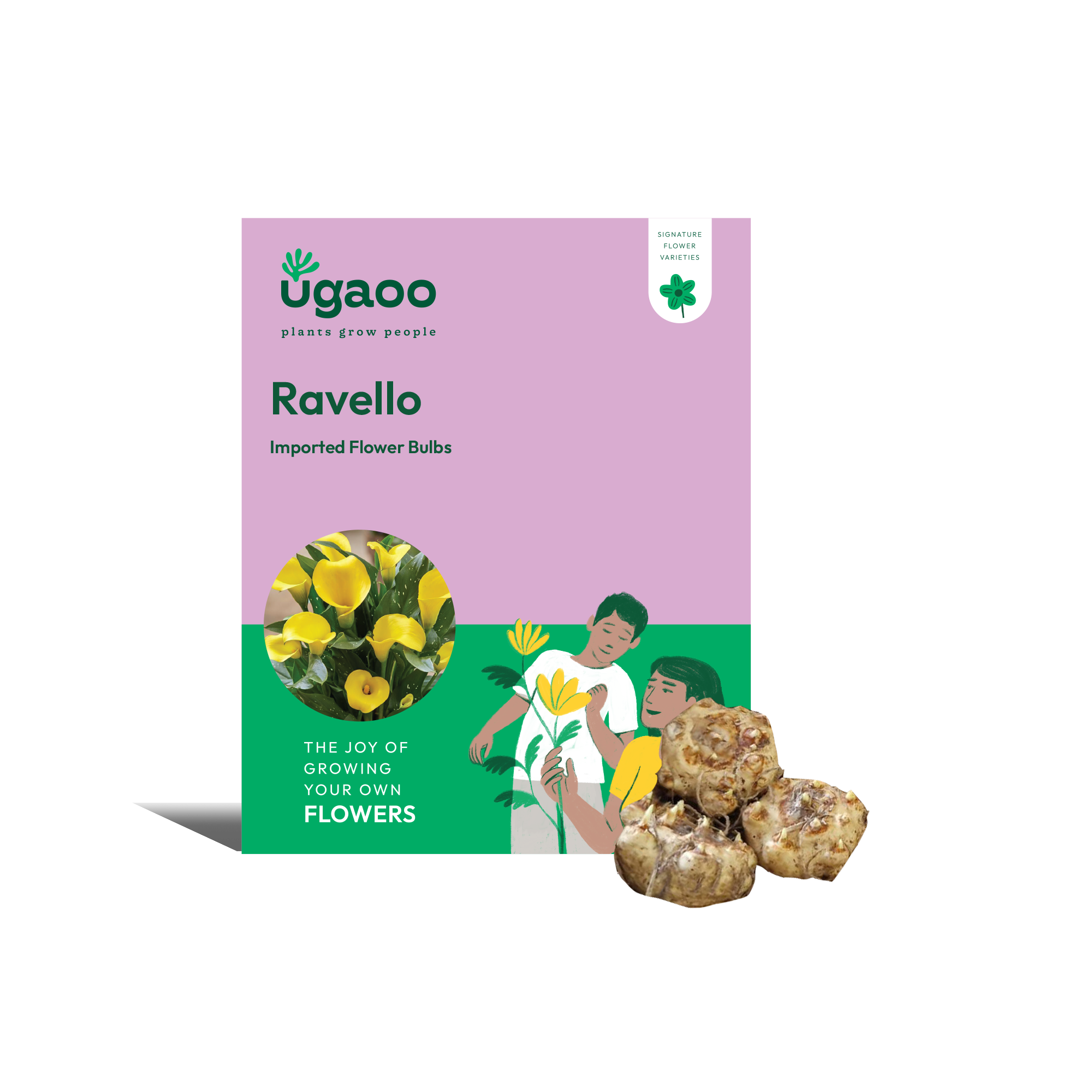 Ugaoo Calla Lily - Captain Ravello Bulbs