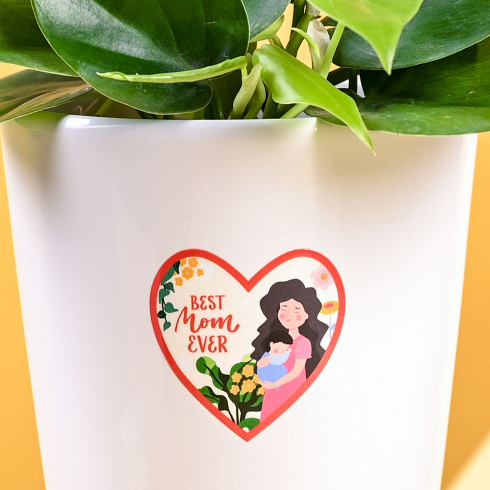 Ugaoo Philodendron Oxycardium Green Plant For Mother's Day Gifting - view 4