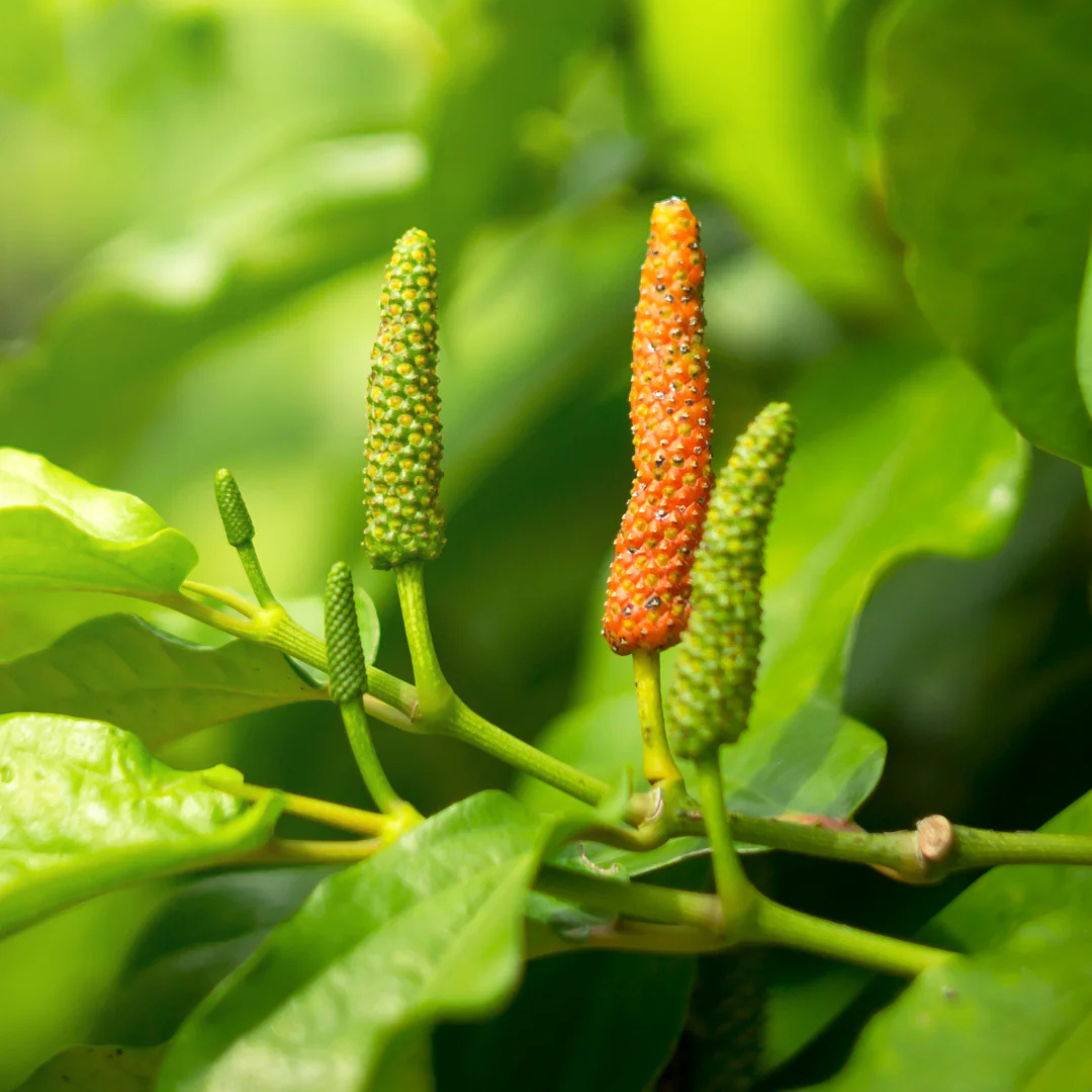 MR Long pepper / Pippali (Piper longum) Live Plant - view 3