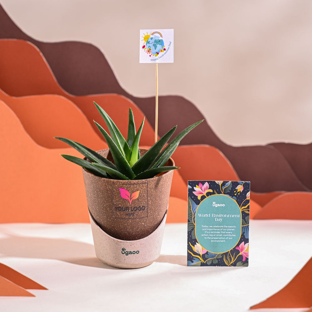 Ugaoo Aloe Vera Green Mini Plant For Environment Day Gifting - view 31