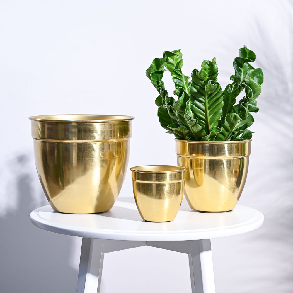Ugaoo Golden Opulence Planter