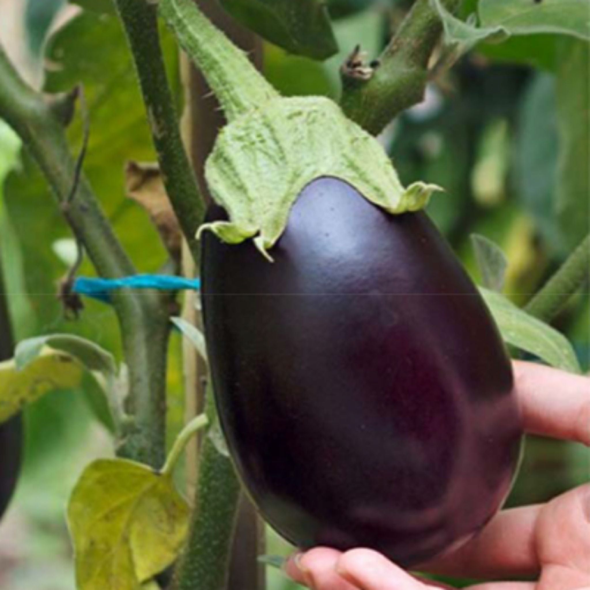 Seed2Plant Organic Thorny Brinjal Seeds - Open Pollinated - view 2