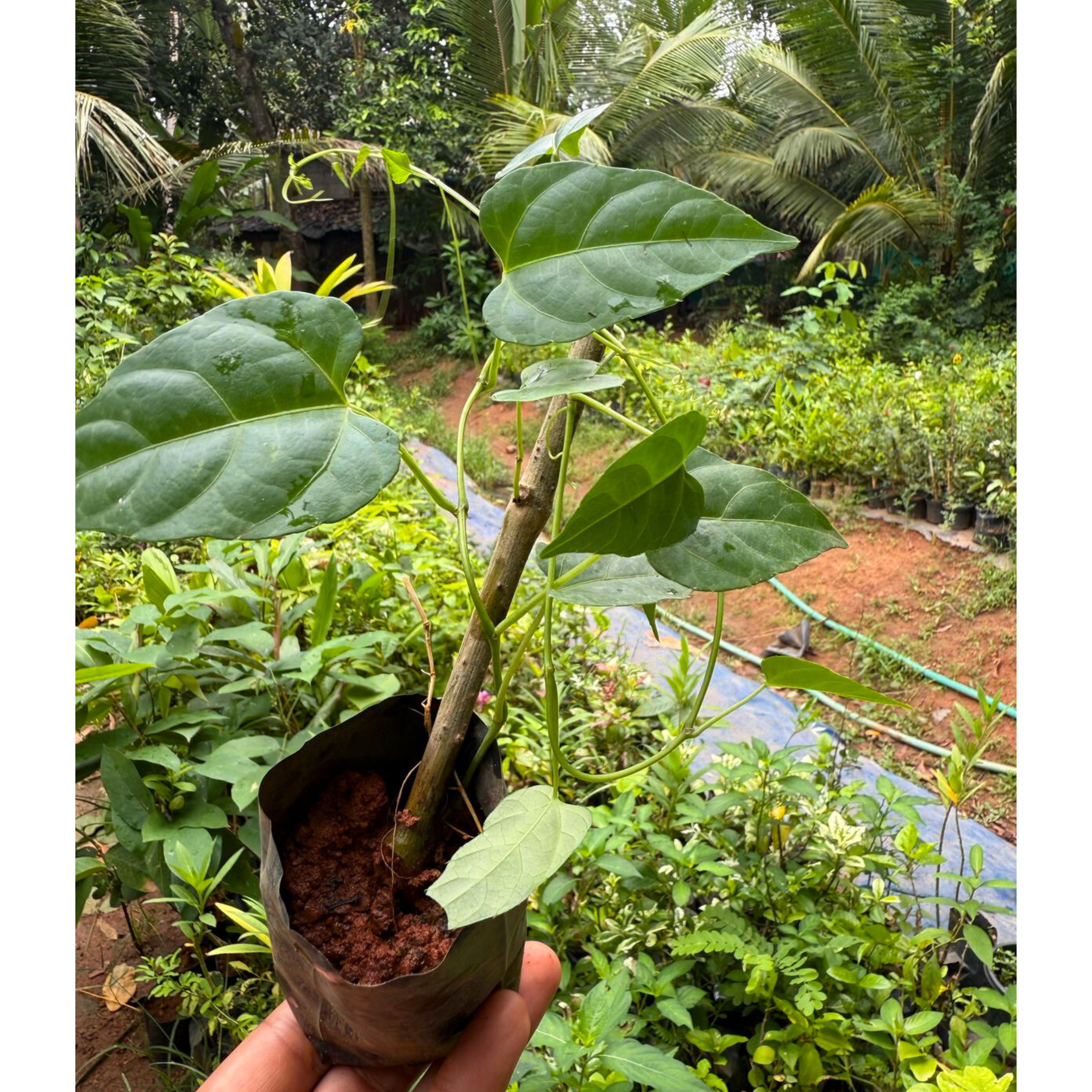 MR Princess Vine (Cissus verticillata) Creeper / Climber Live Plant - view 2