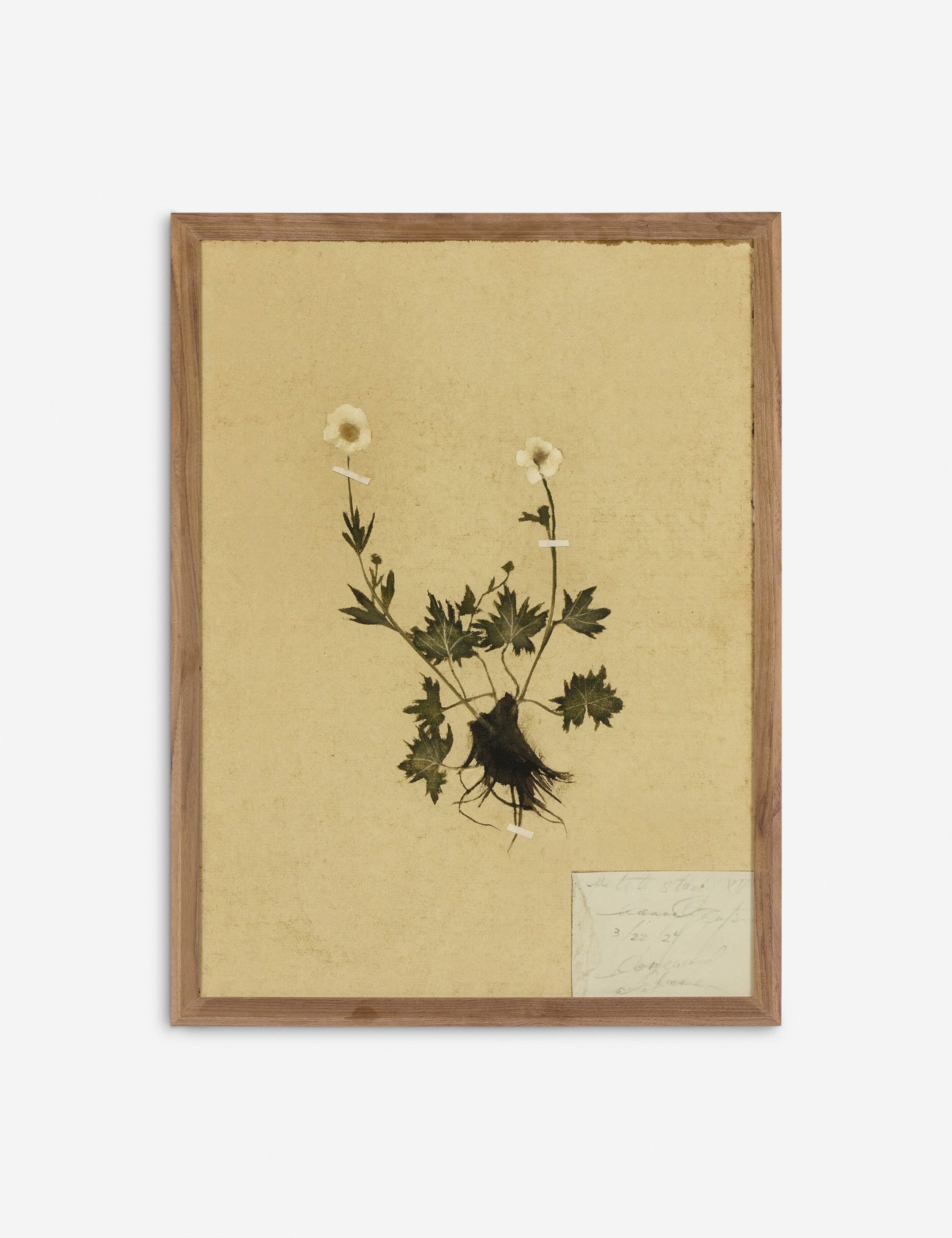 Lulu and Georgia Petite Study Triptych Wall Art (Set of 3) by Hannah Winters - view 4