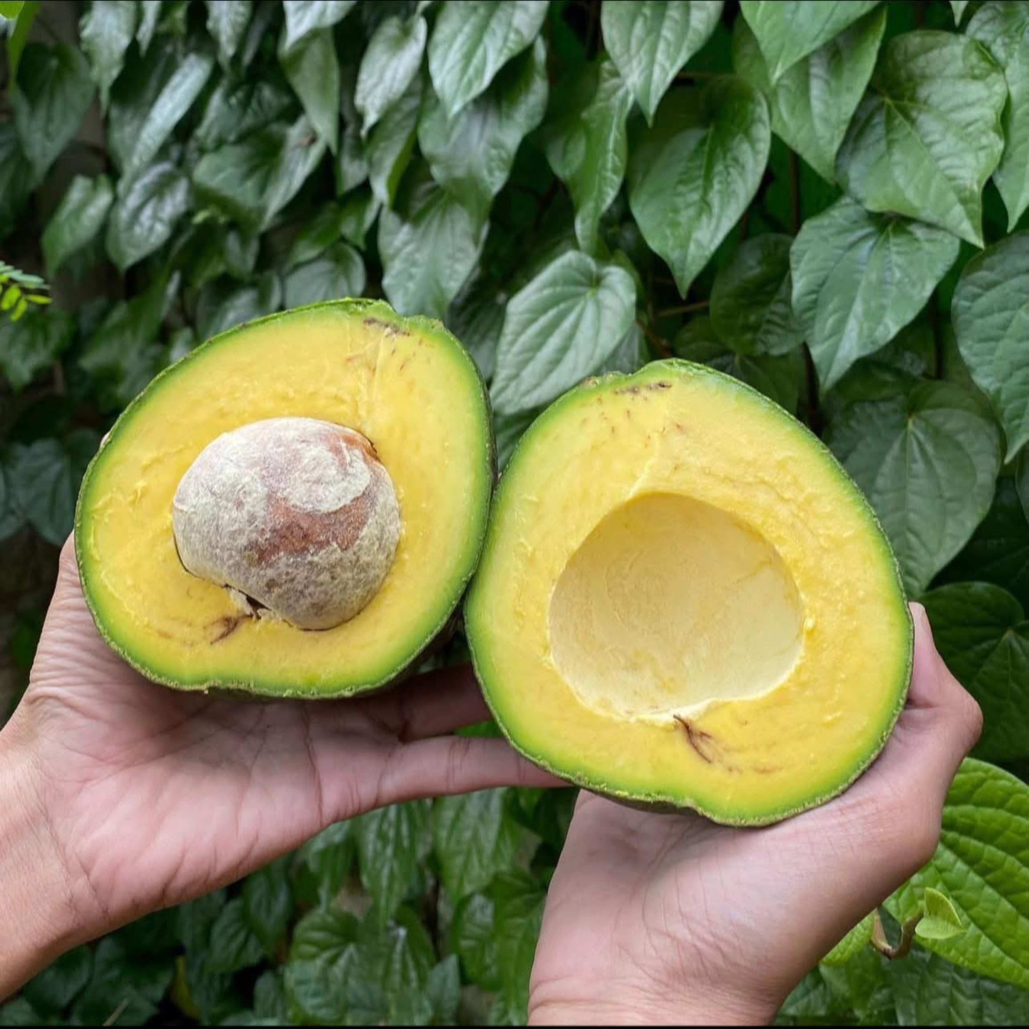 VL Kendil Avocado (Persea americana) Grafted Live Plant - view 3