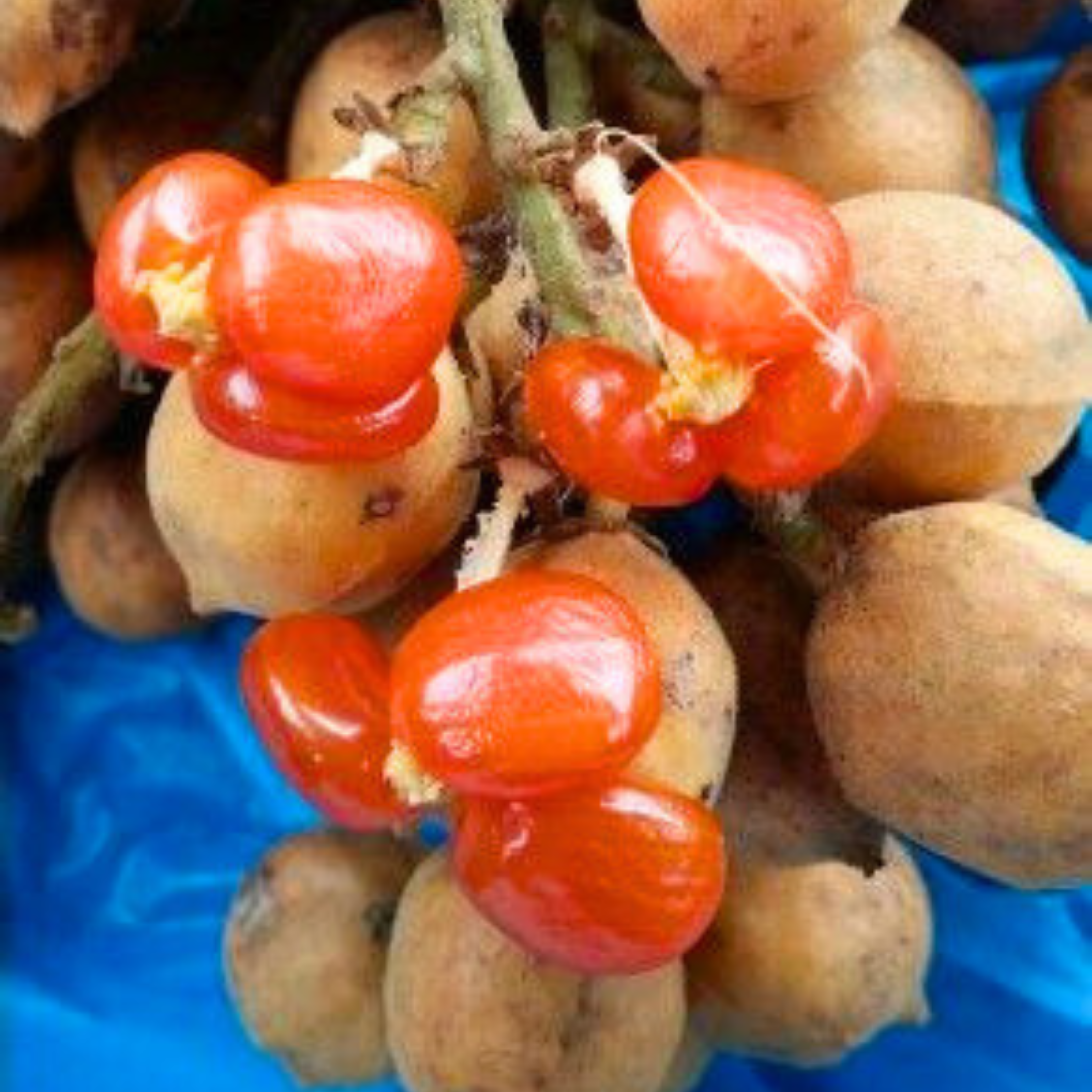 VL Buah Jentik (Baccaurea polyneura) Fruit Live Plant - view 2