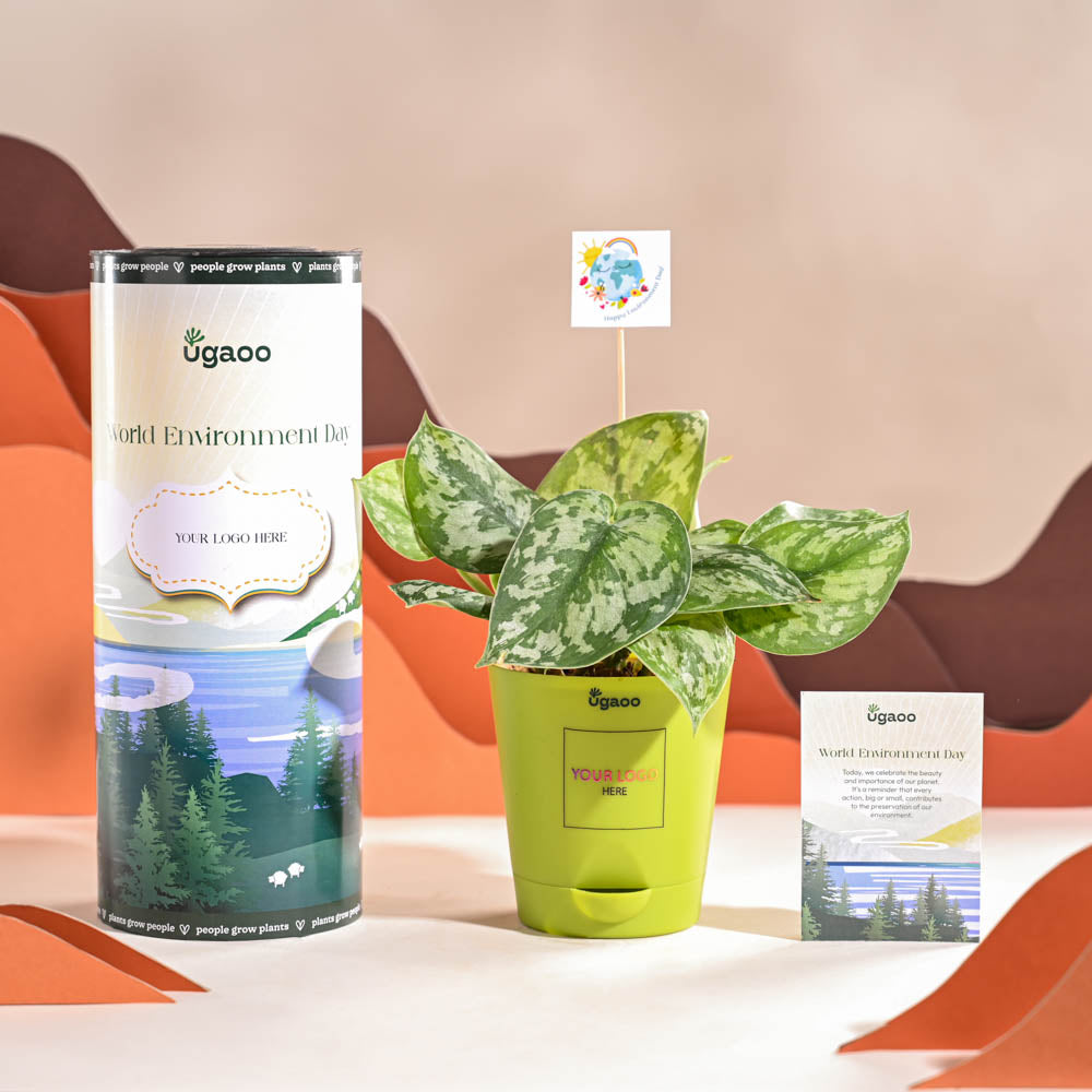 Ugaoo Money Plant Satin For Environment Day Gifting