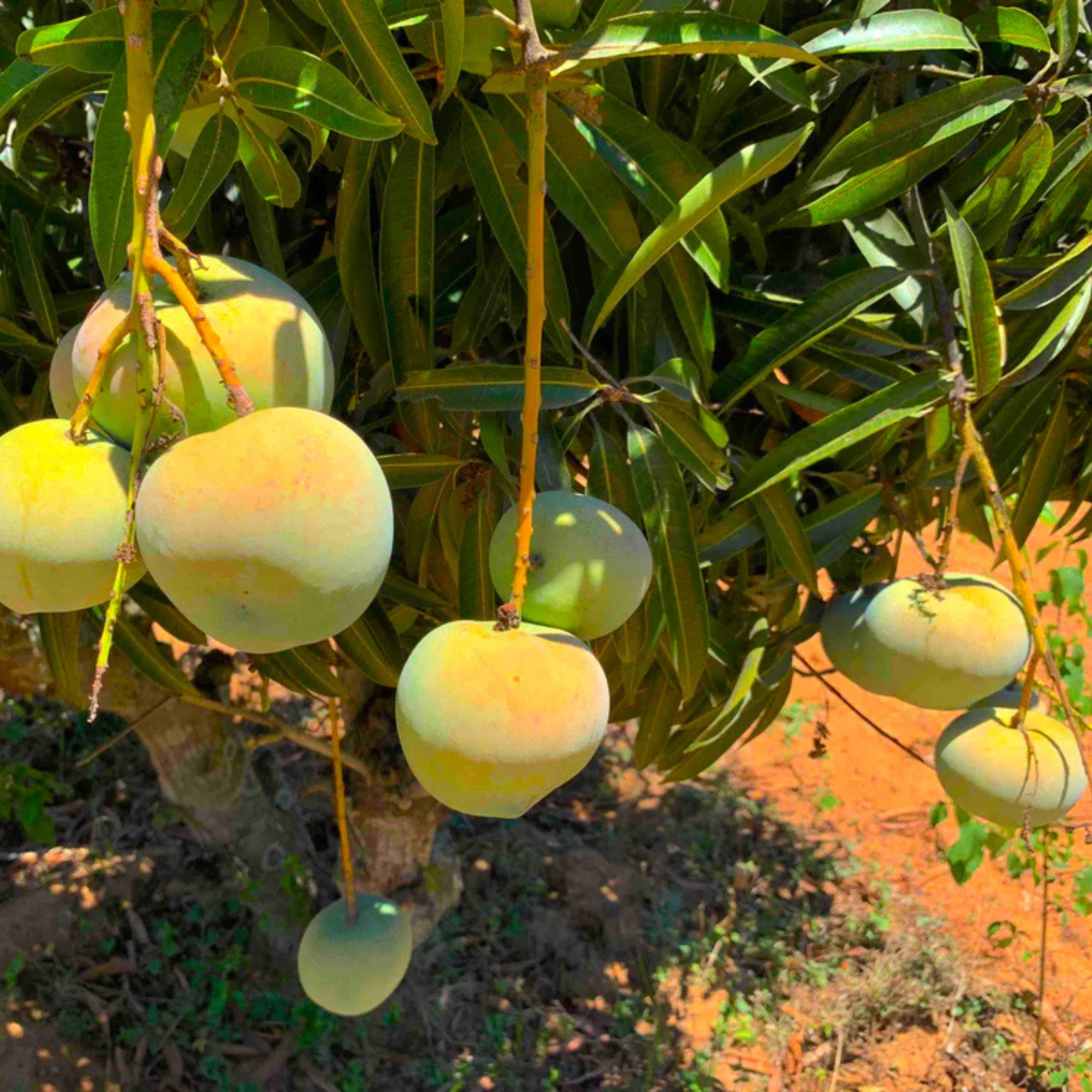 VL Apple Rumani Mango Grafted Live Plant