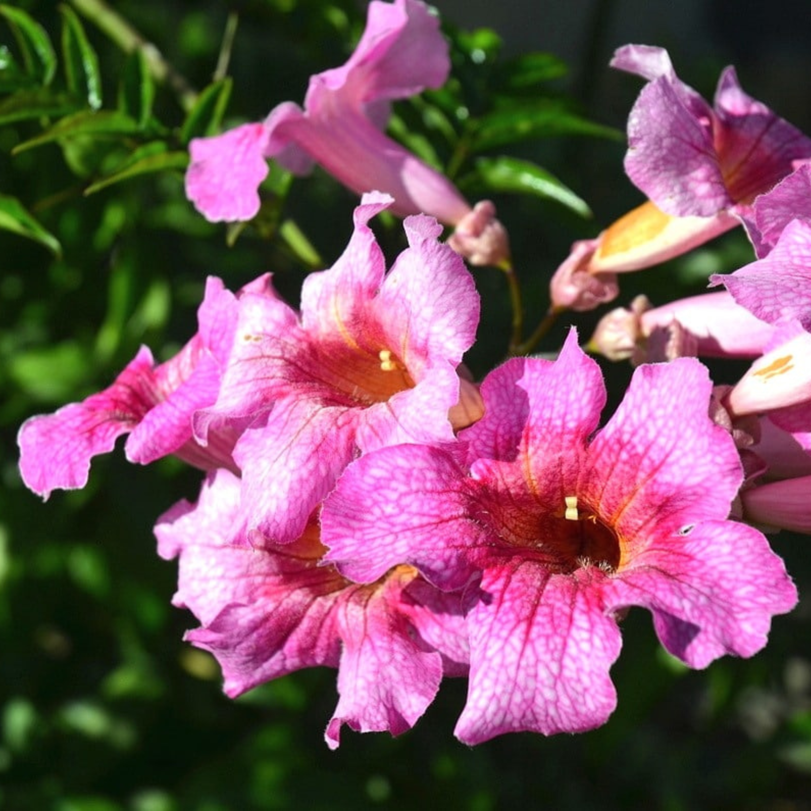 DZ Tecoma Pink All Time Flowering Live Plant