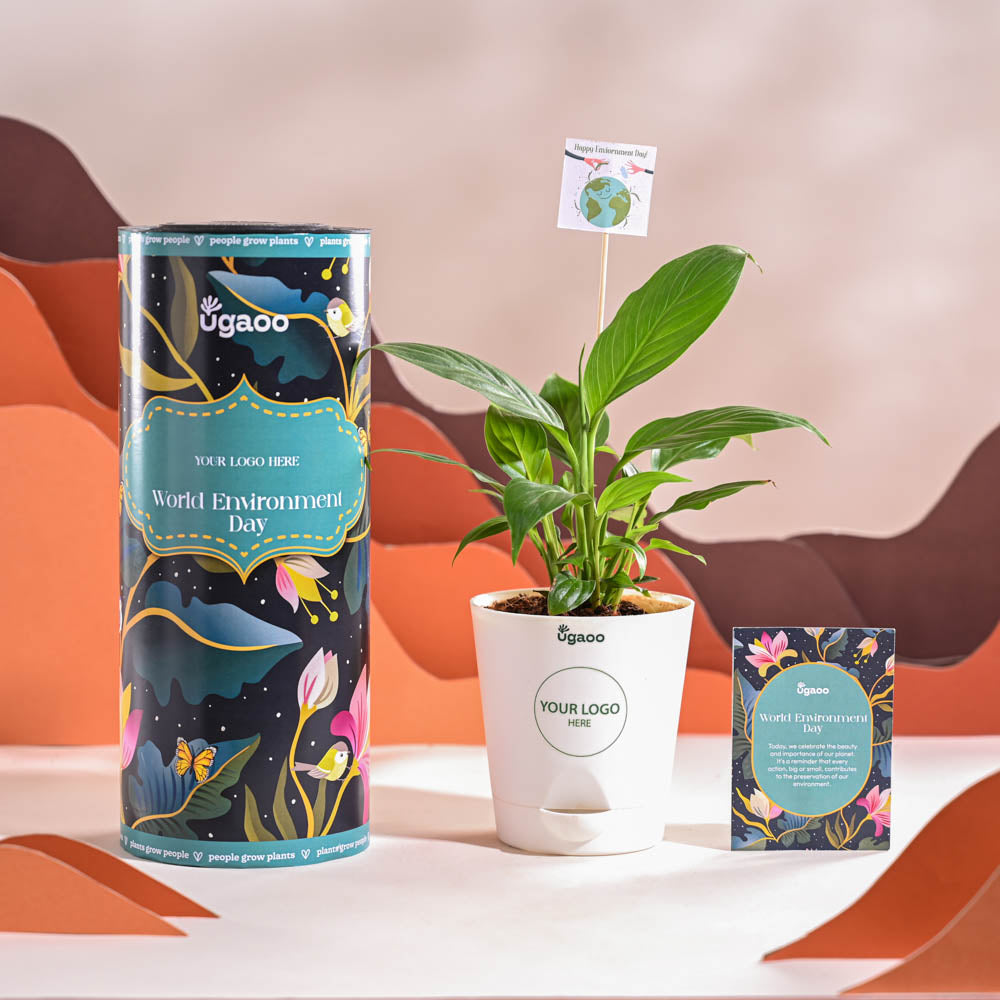 Ugaoo Peace Lily For Environment Day Gifting - view 8