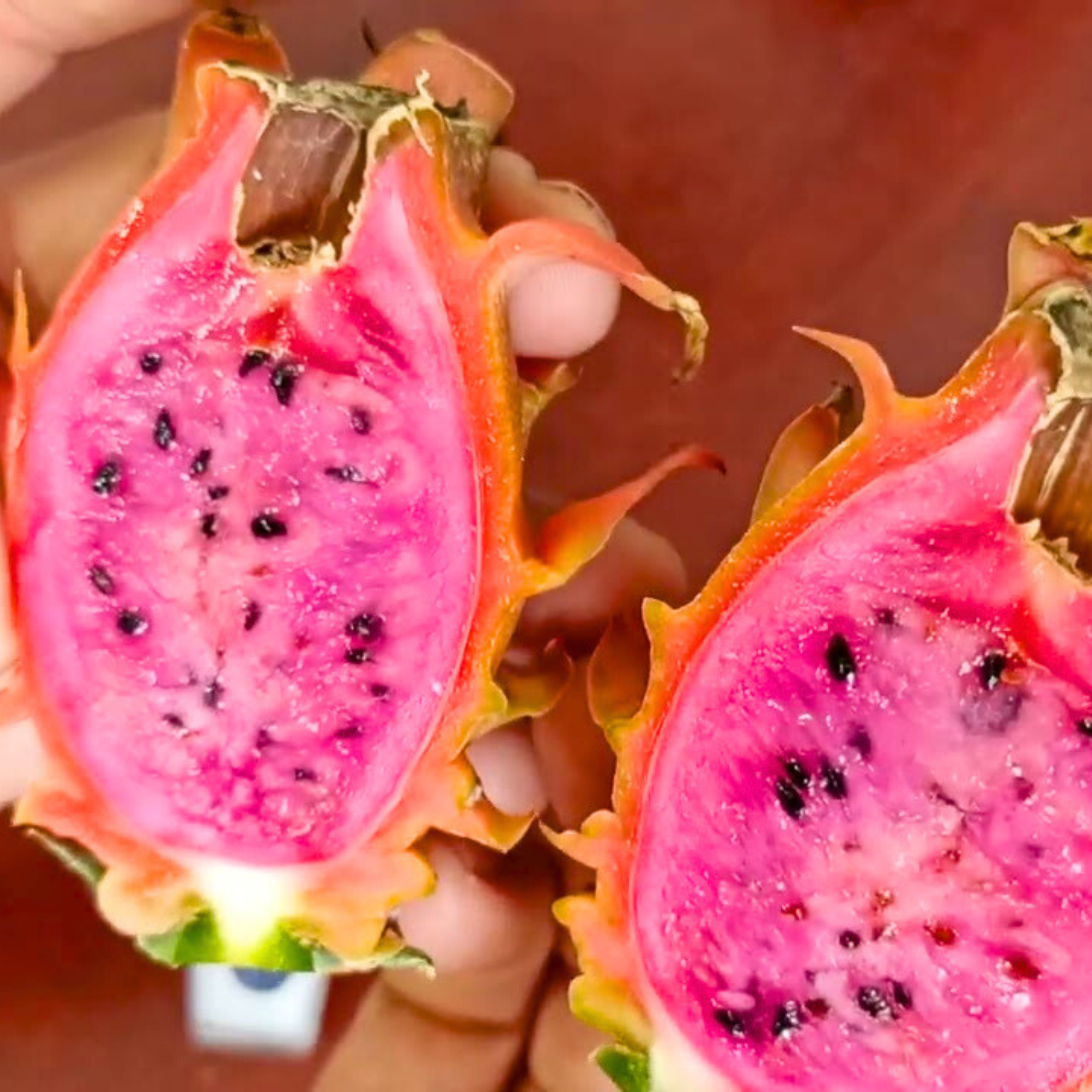 DZ Hawaiian Orange Dragon Fruit Rare Grafted Live Plant - view 3