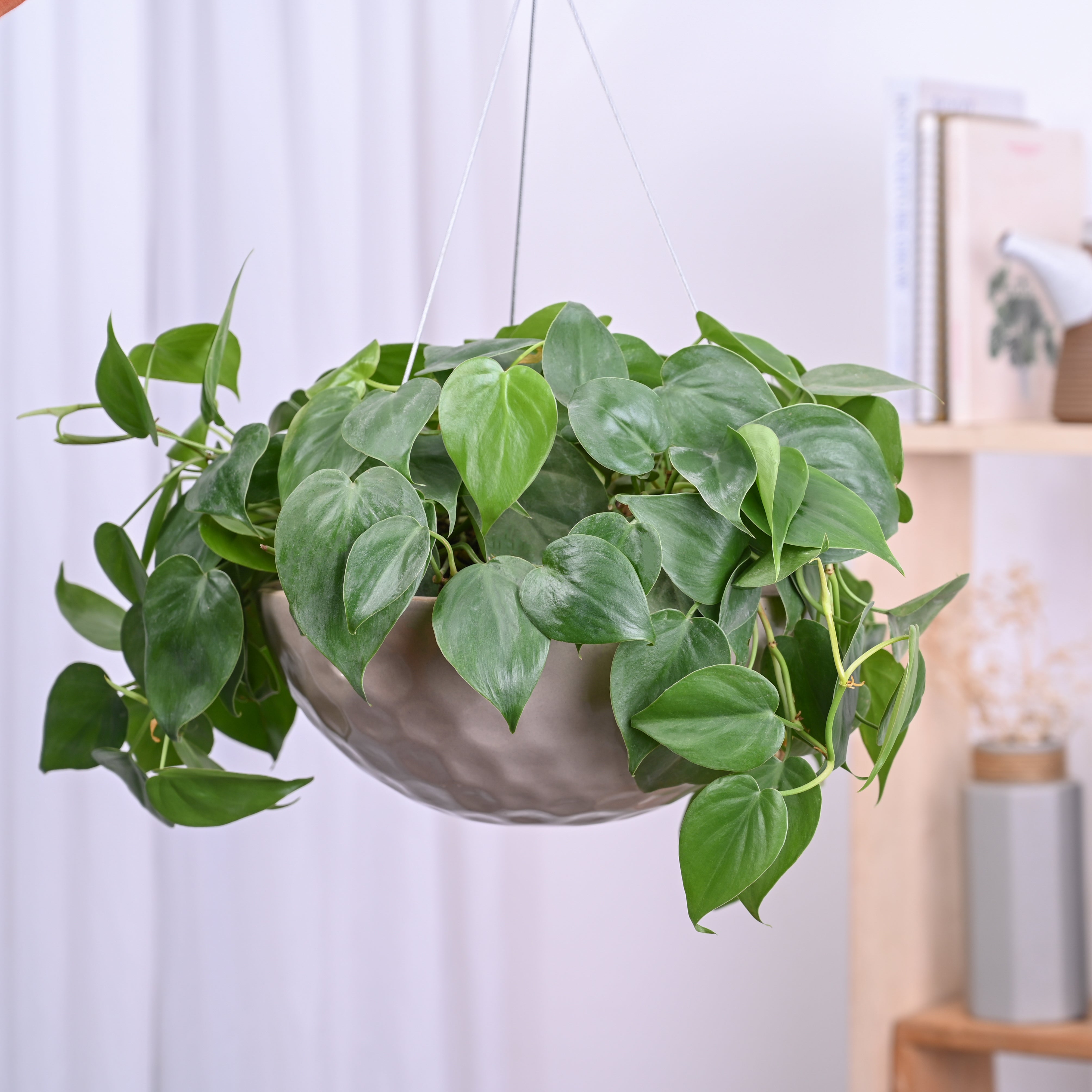 Ugaoo Hanging Ceramic Planters Petrichor Smite