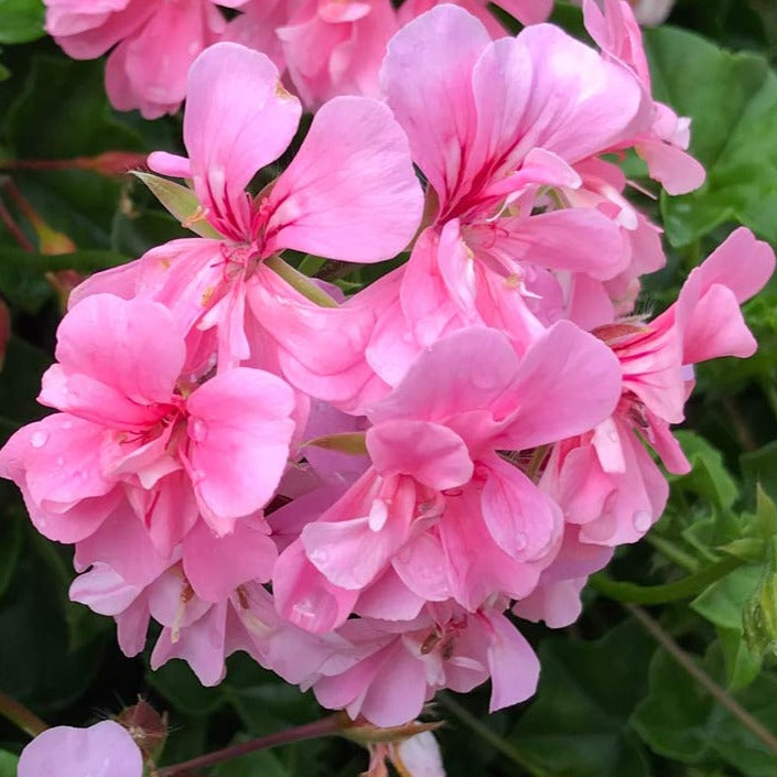 DZ Geranium Baby Pink Creeper/Climber Flowering Live Plant