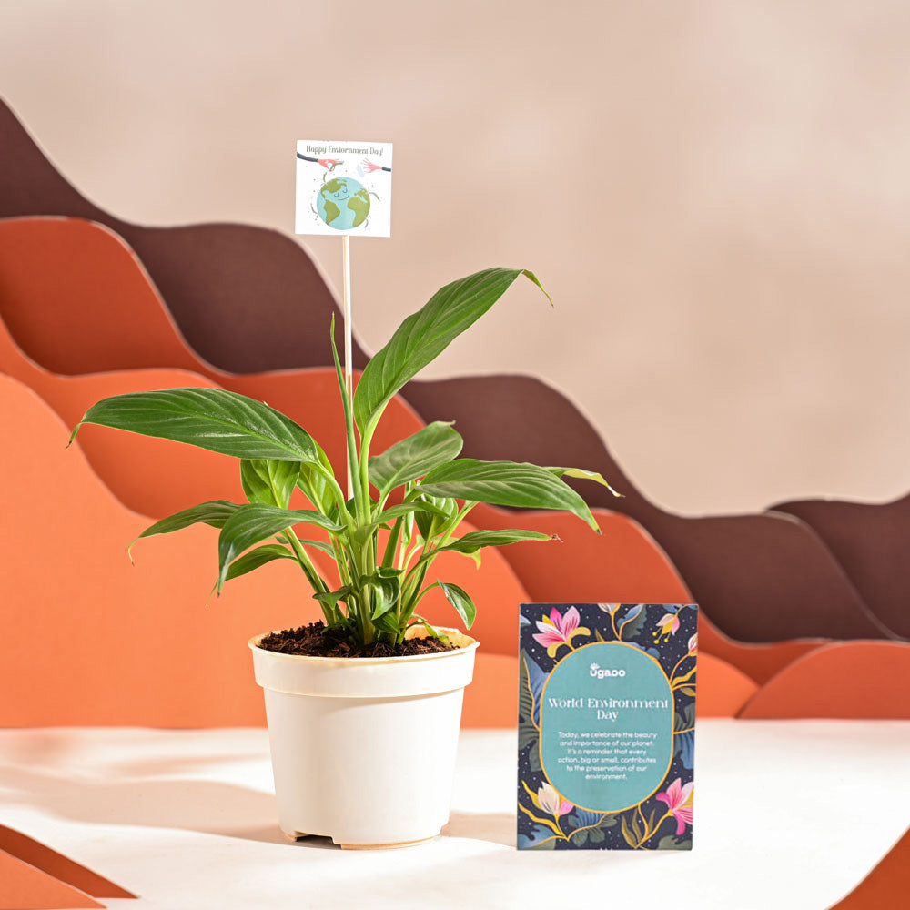 Ugaoo Peace Lily For Environment Day Gifting - view 38