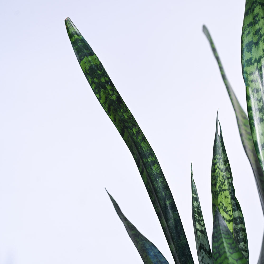 Ugaoo Sansevieria Zeylanica - XL - view 5