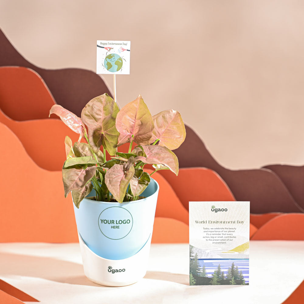 Ugaoo Syngonium Pink Plant For Environment Day Gifting
