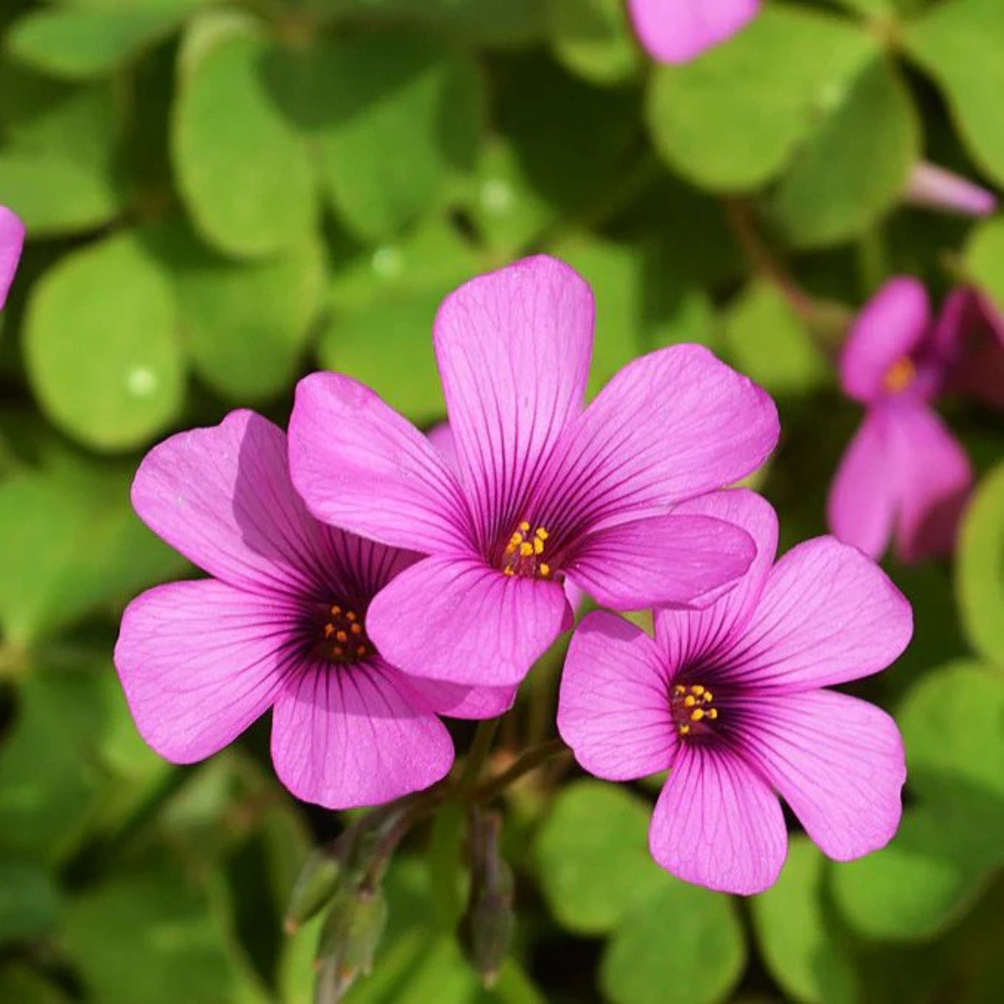 MR Oxalis Pink with Green Leaves Flowering Live Plant - view 2