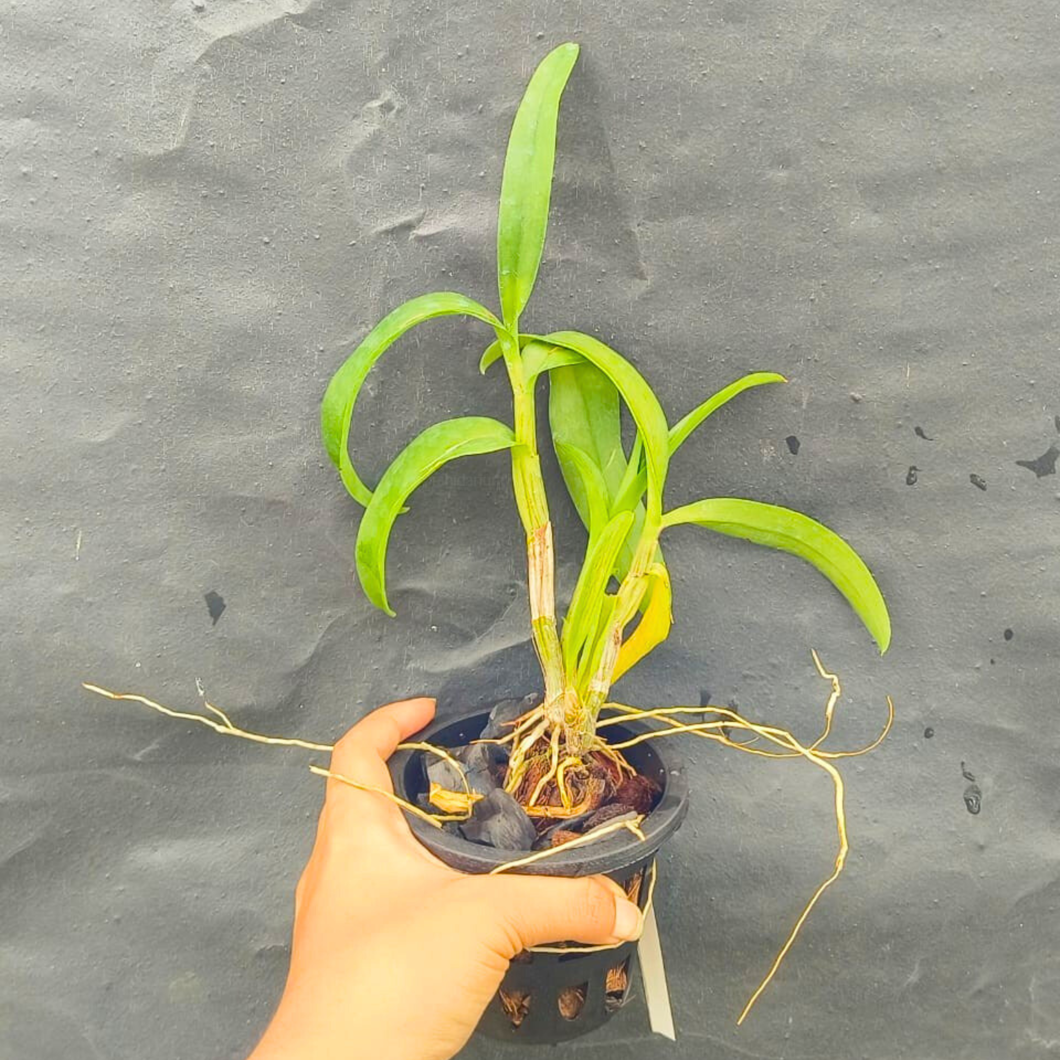 DZ Dendrobium Black Pearl