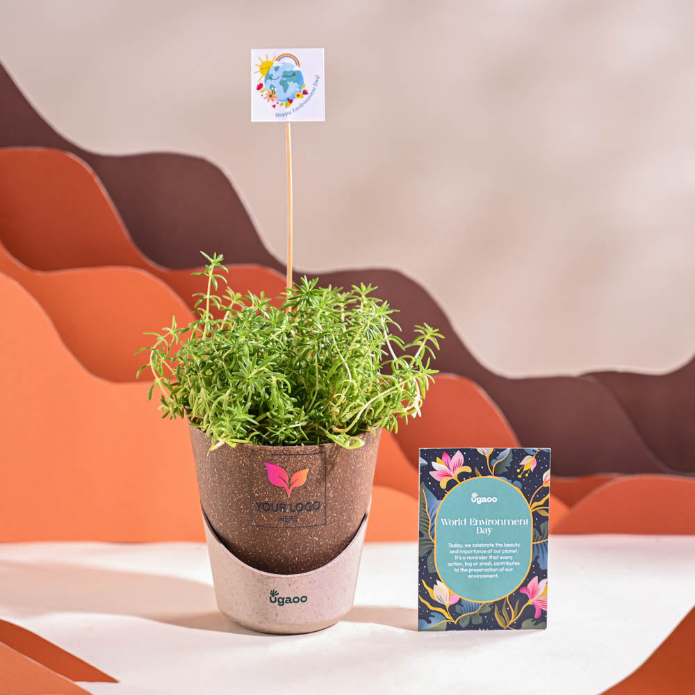 Ugaoo Golden Sedum Plant For Environment Day Gifting - view 32