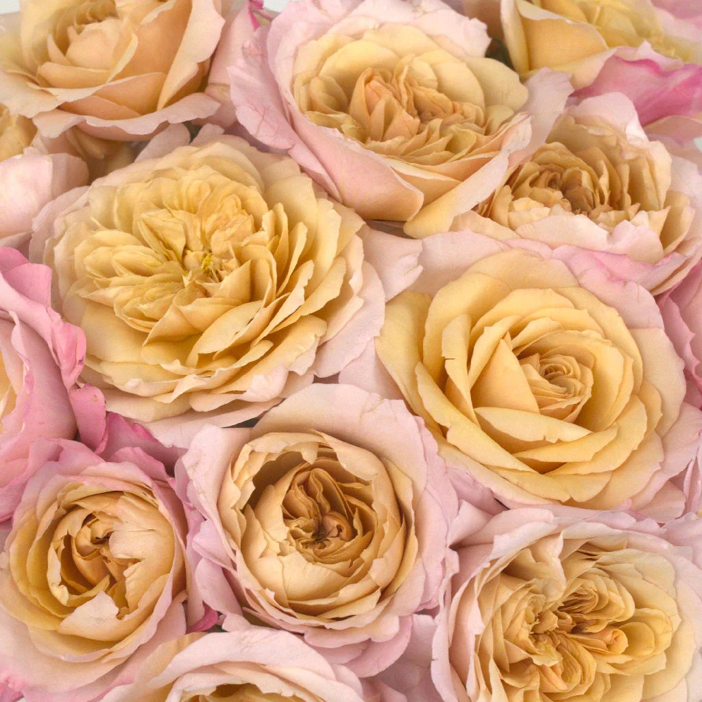 FiftyFlowers Champagne Pink Miyabi Garden Rose