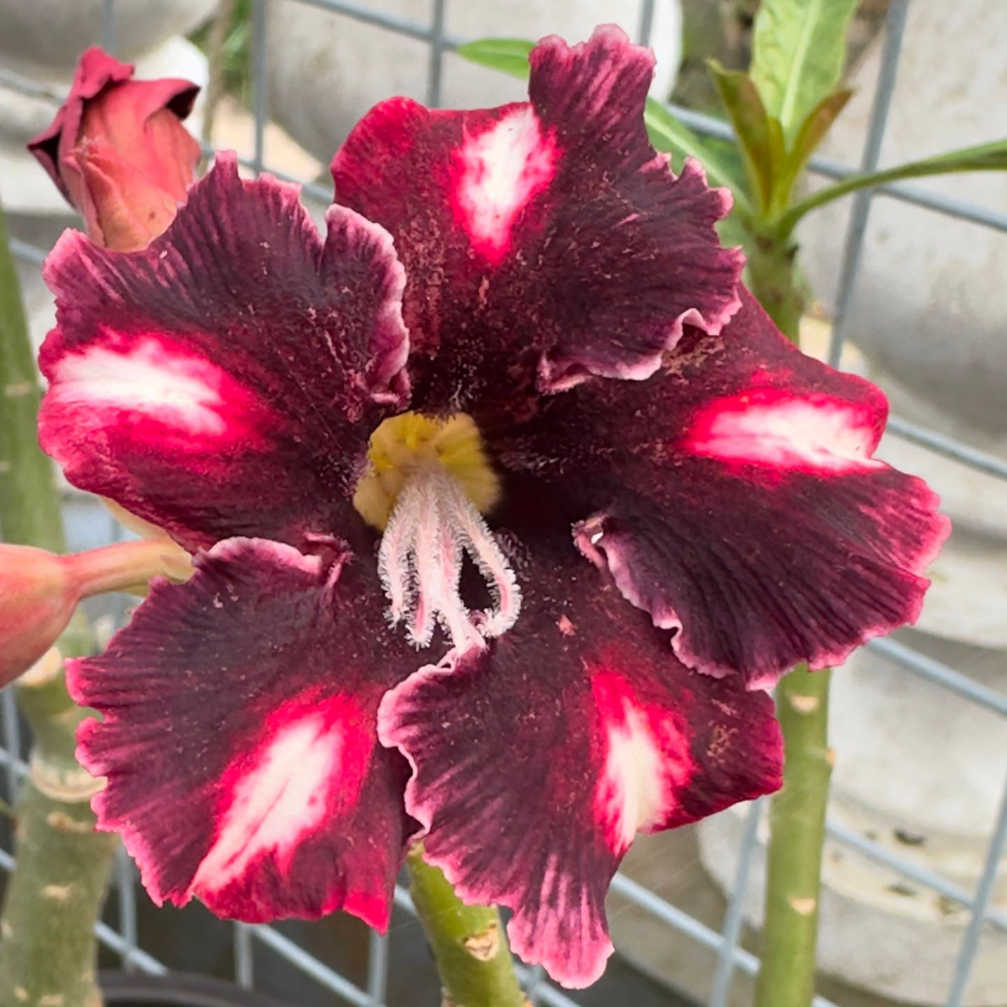 DZ Adenium Coffee (Single Petal) Flowering Live Plant